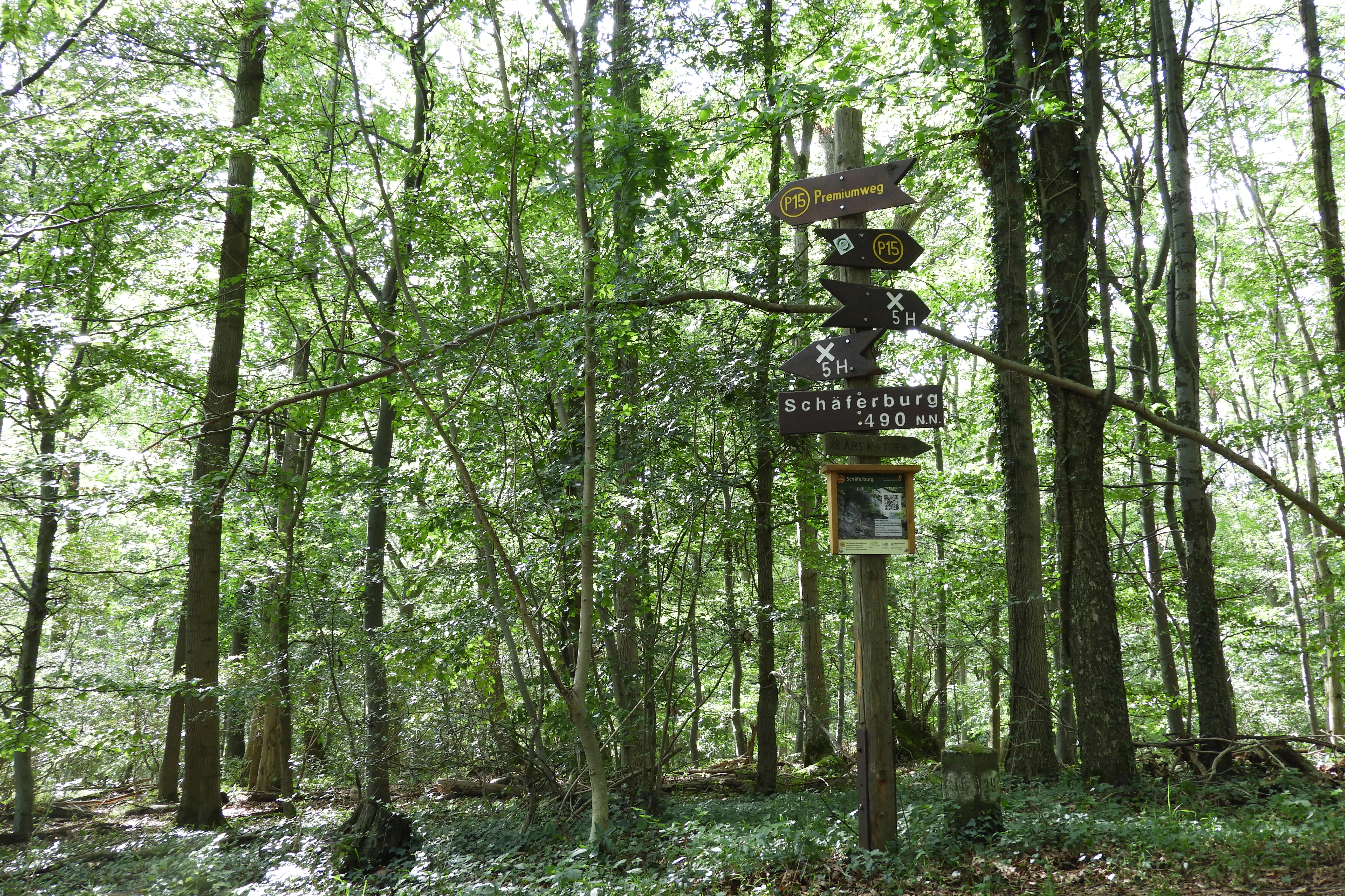 A wooden post with multiple directional hiking signs stands in a green forest with tall trees and a leafy ground cover.