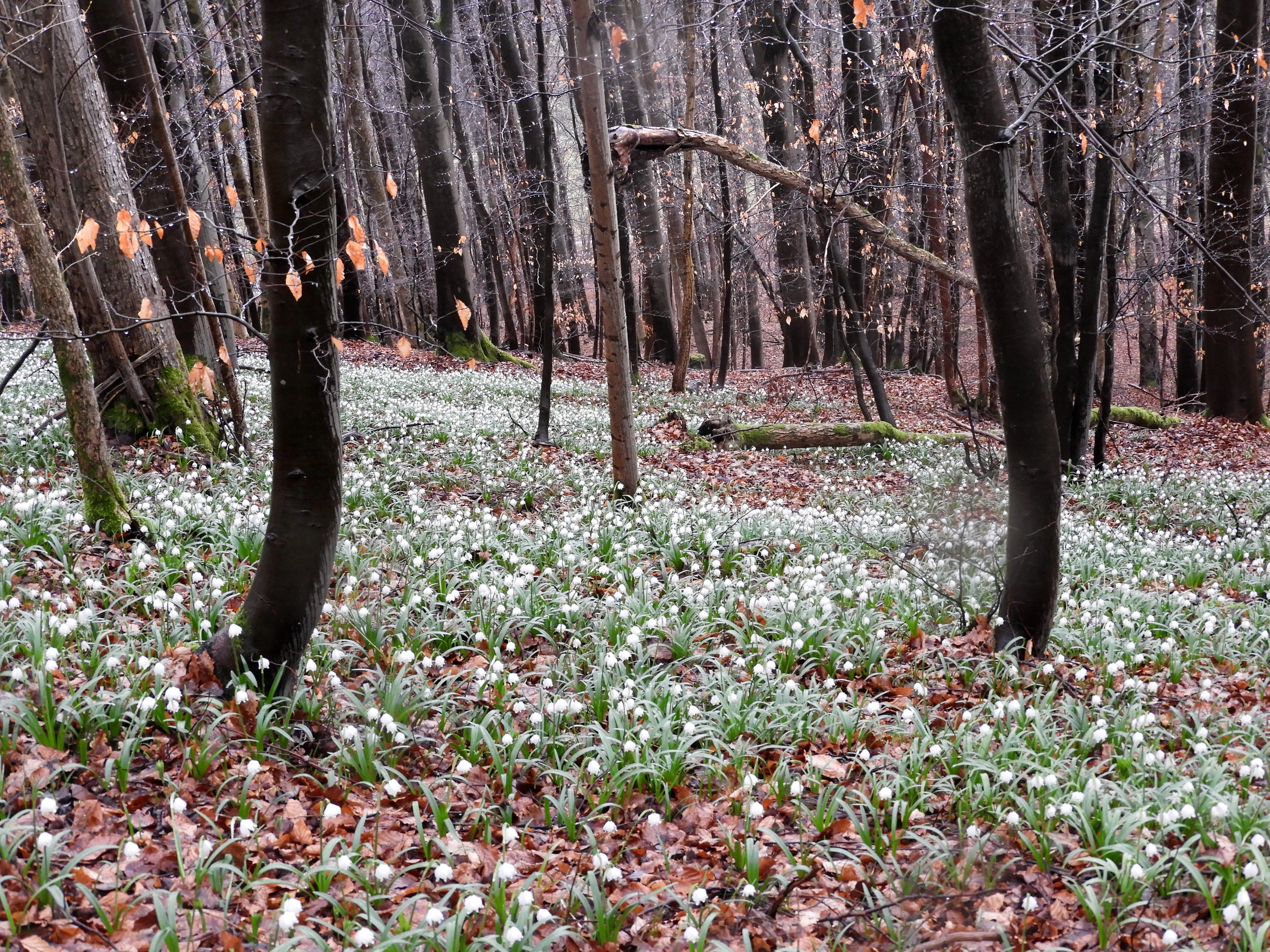 A forest floor densely covered with small white flowers and brown fallen leaves, surrounded by numerous bare tree trunks.