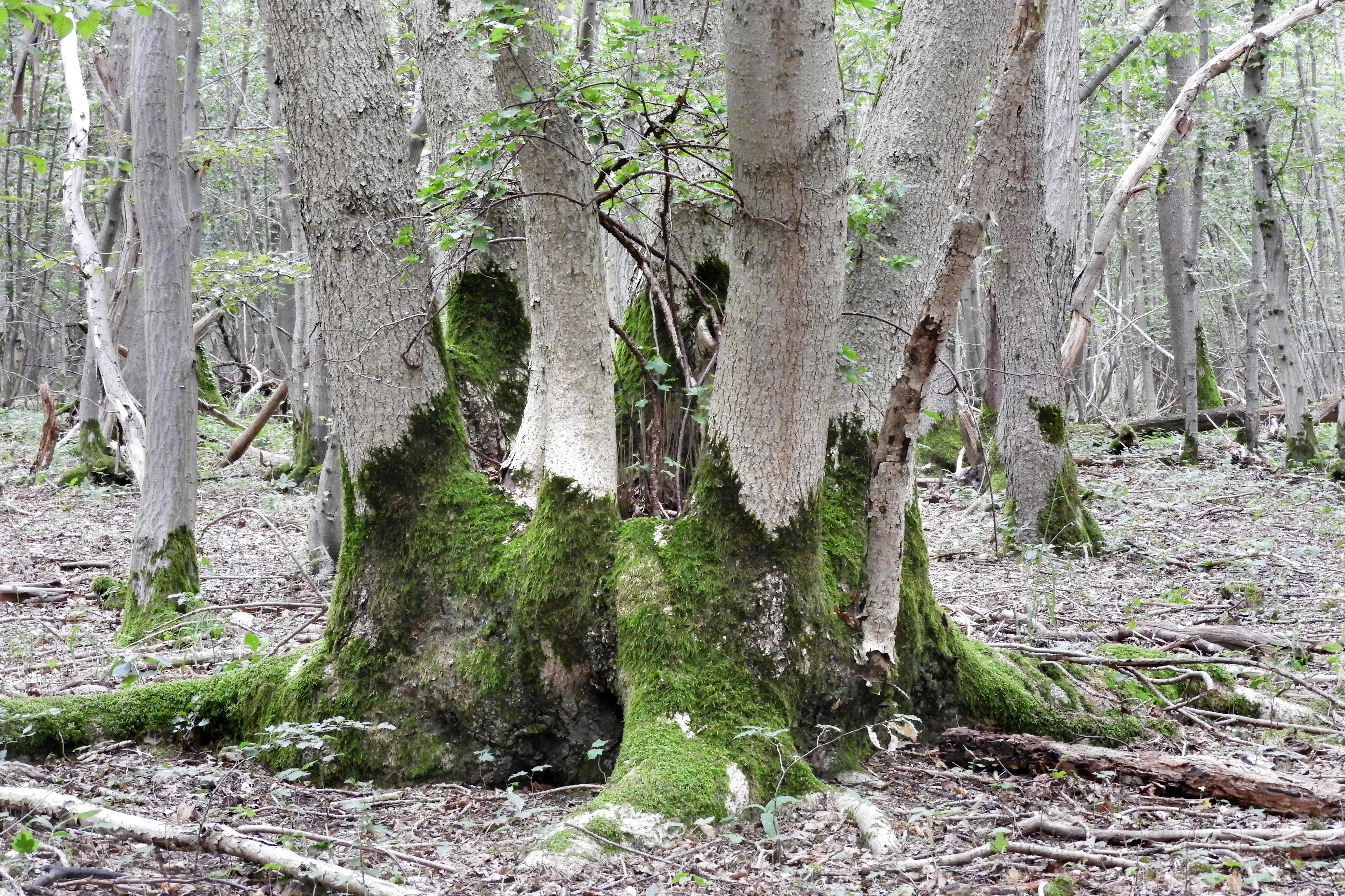A view of the lower trunks and roots of several trees covered in green moss, standing on a forest floor scattered with dry leaves and twigs.