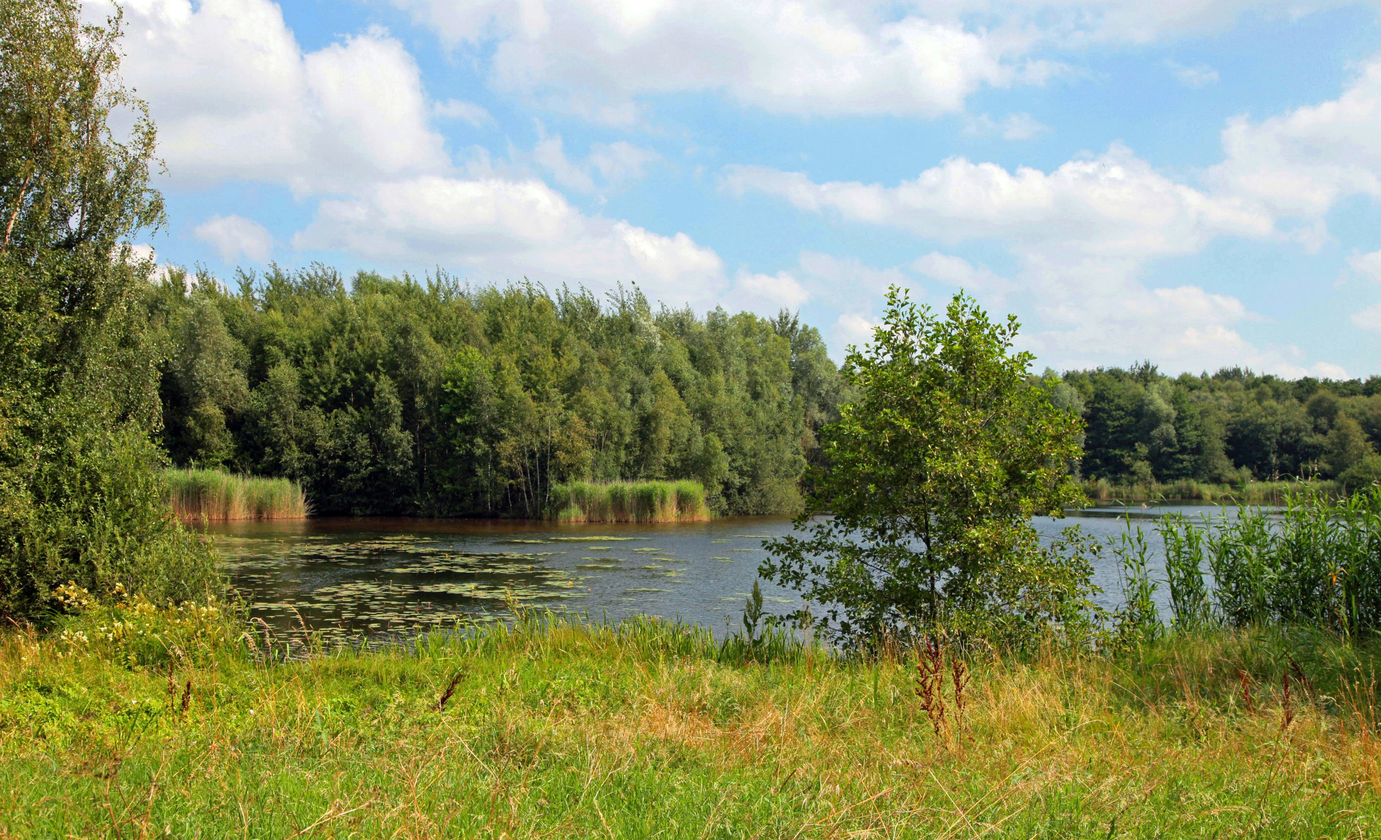 A peaceful lake in a nature reserve, surrounded by grassy banks and a dense line of trees under a cloudy sky.