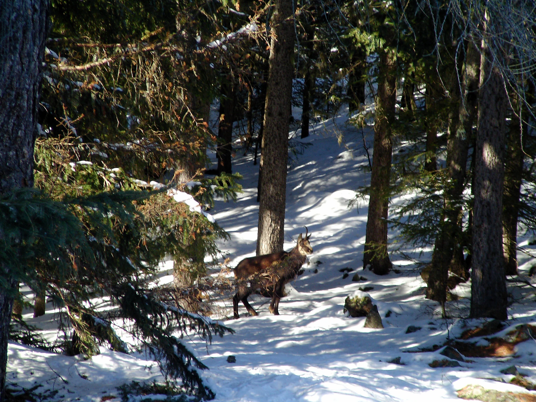 A chamois standing in a sunlit snow-covered forest with tall coniferous trees