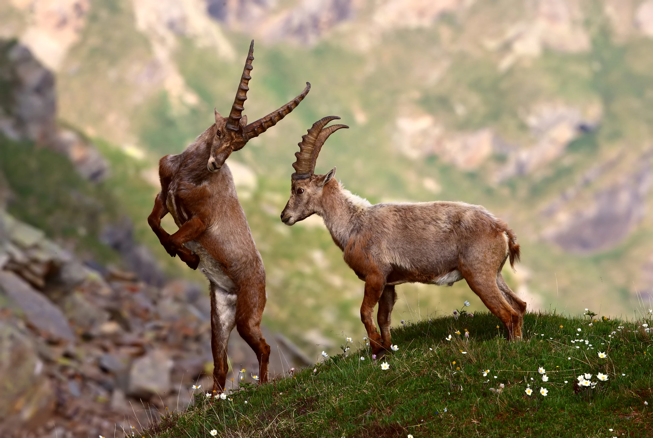 Two Alpine ibexes standing on a grassy hillside with rocky terrain and mountains in the background