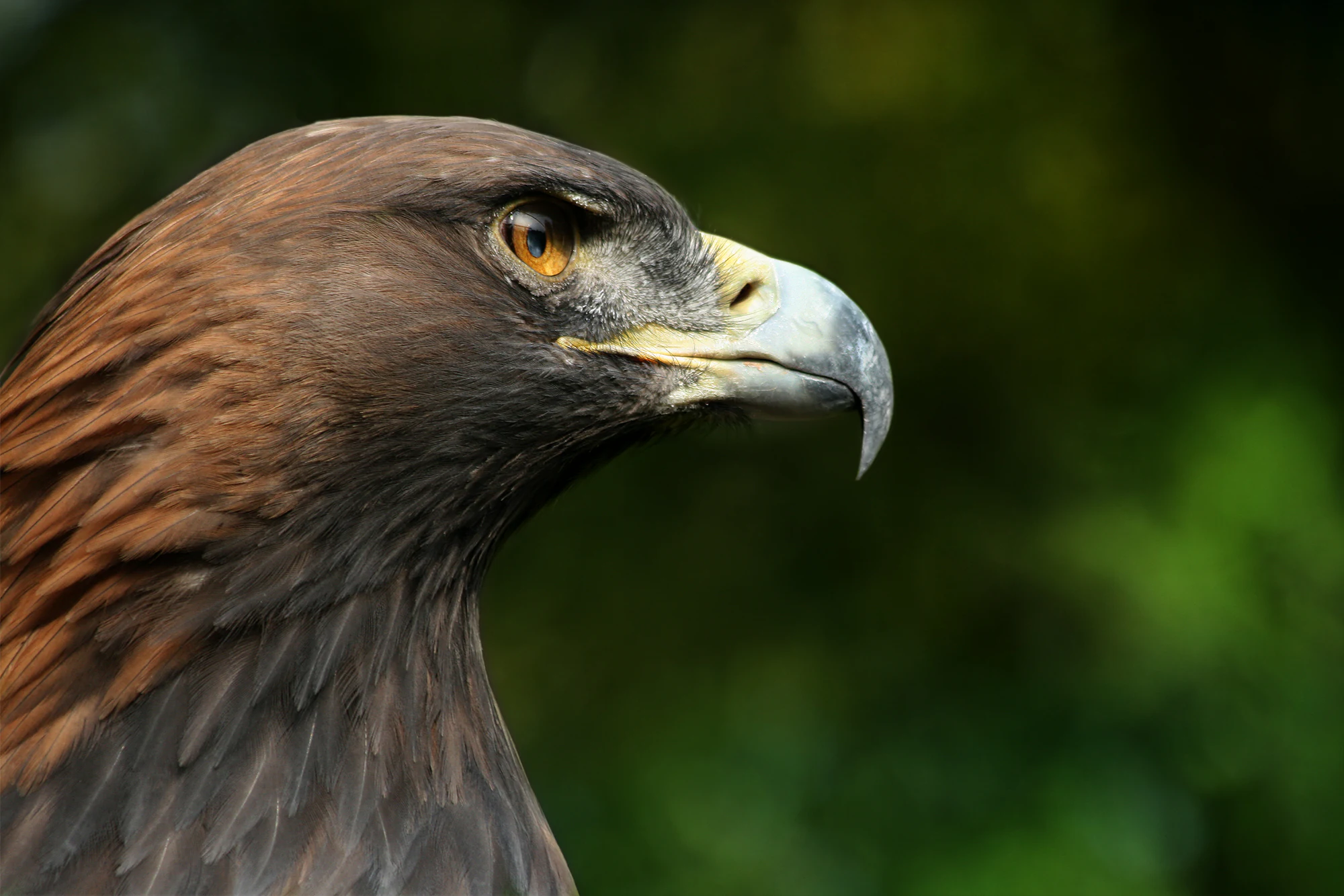Close-up view of a Golden Eagle's head showing brown and dark feathers, yellow eye, and hooked beak against a blurred green background