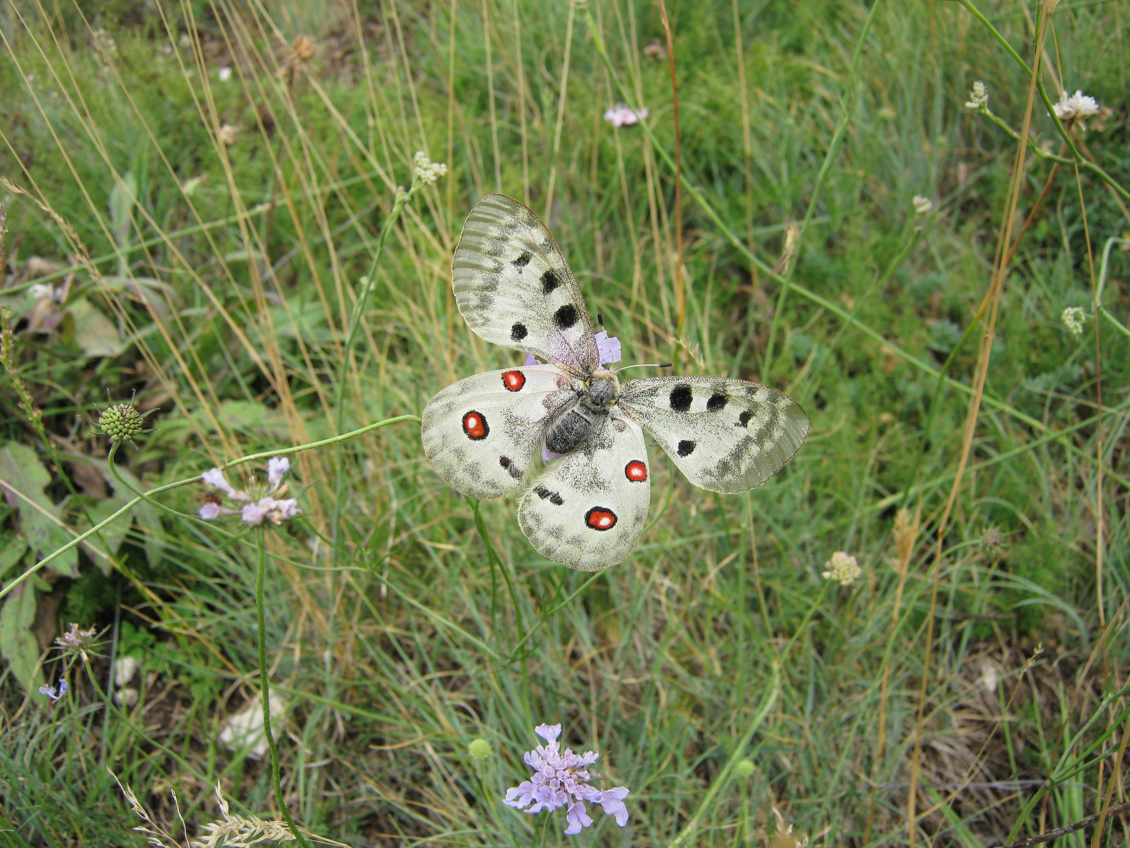 Apollo butterfly with white wings, black spots, and red eye-like markings resting on a purple flower among tall green grasses