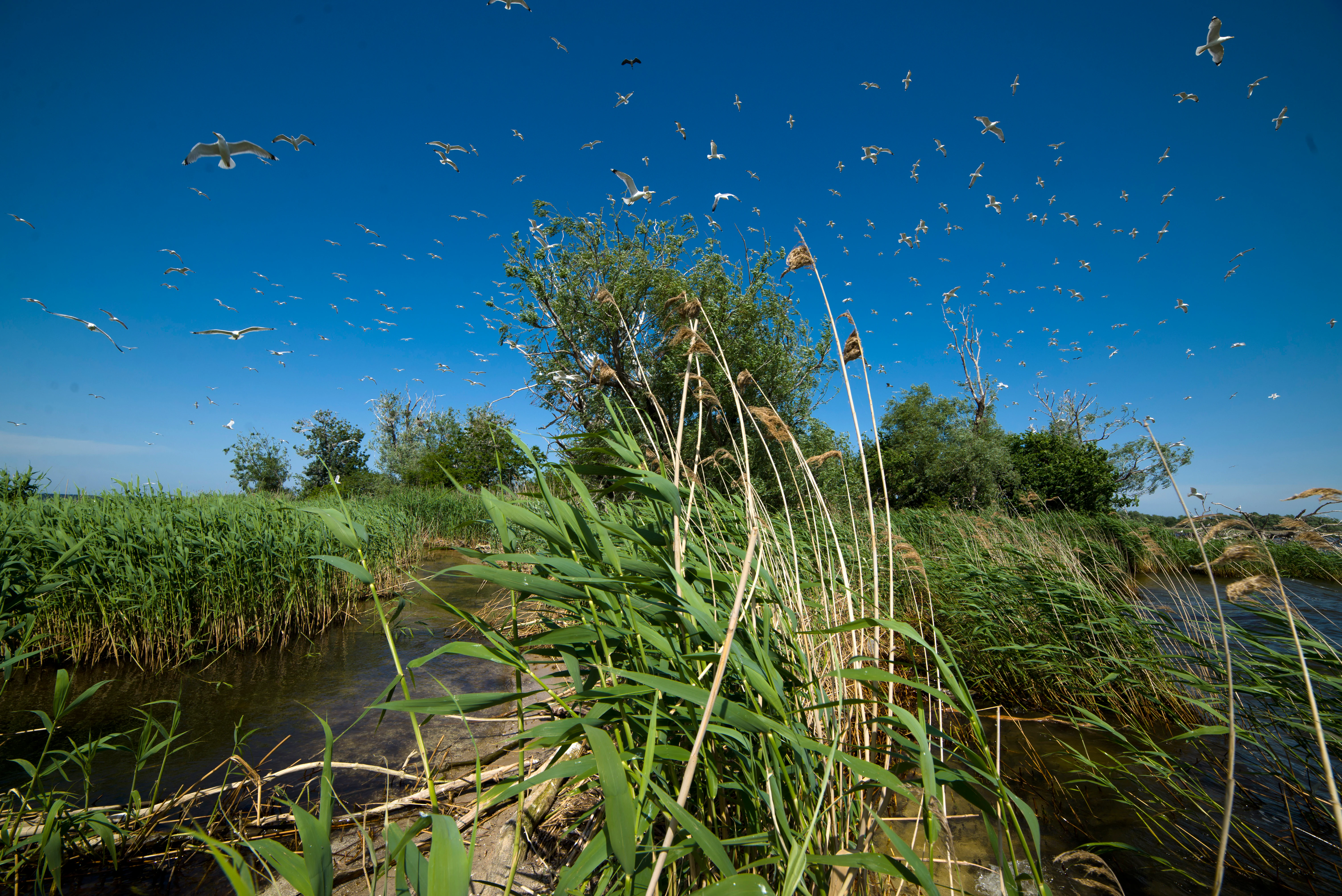 Tall reeds in the foreground, a body of water, and numerous birds flying against a clear blue sky in a wetland environment