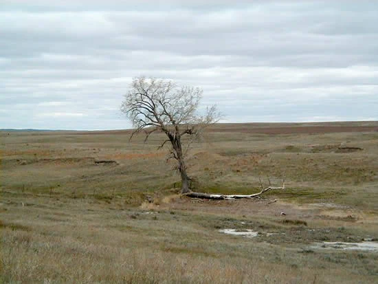 A wide, eye-level shot of a single bare tree standing in a vast, open grassland under a cloudy sky.