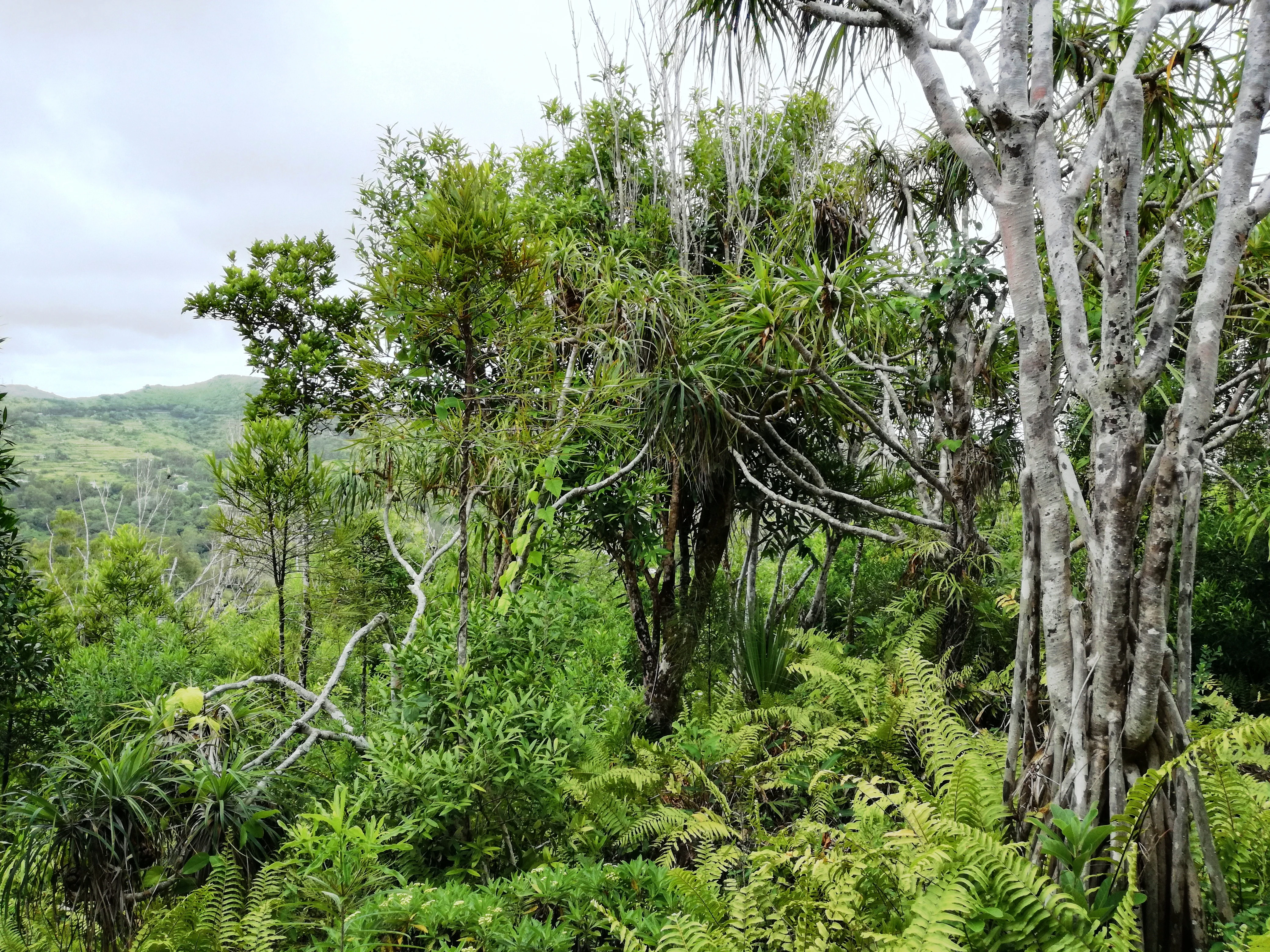 Una vista del denso follaje del bosque, con helechos, arbustos y árboles de troncos gris claro, sobre un fondo de colinas verdes bajo un cielo nublado.