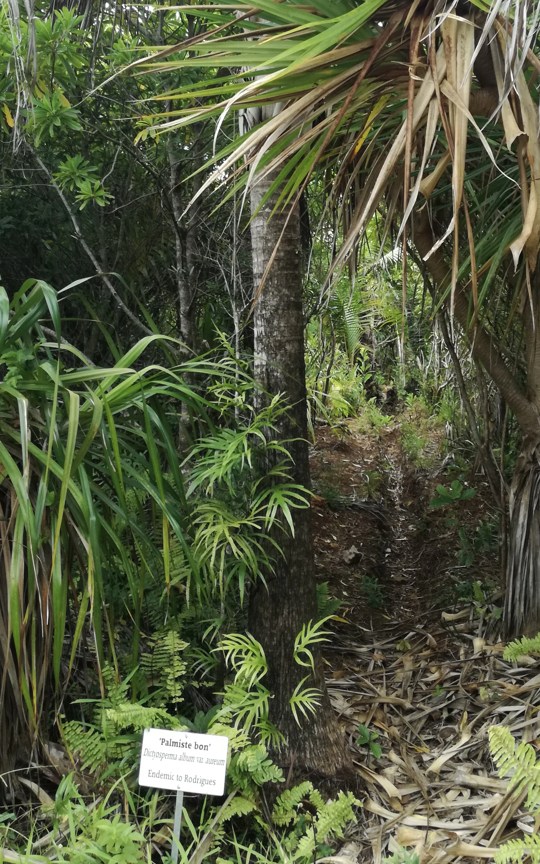Un tronco de palmera alta en un bosque con una pequeña señal de identificación en primer plano, etiquetada con su nombre y su estado como endémica de Rodrigues.