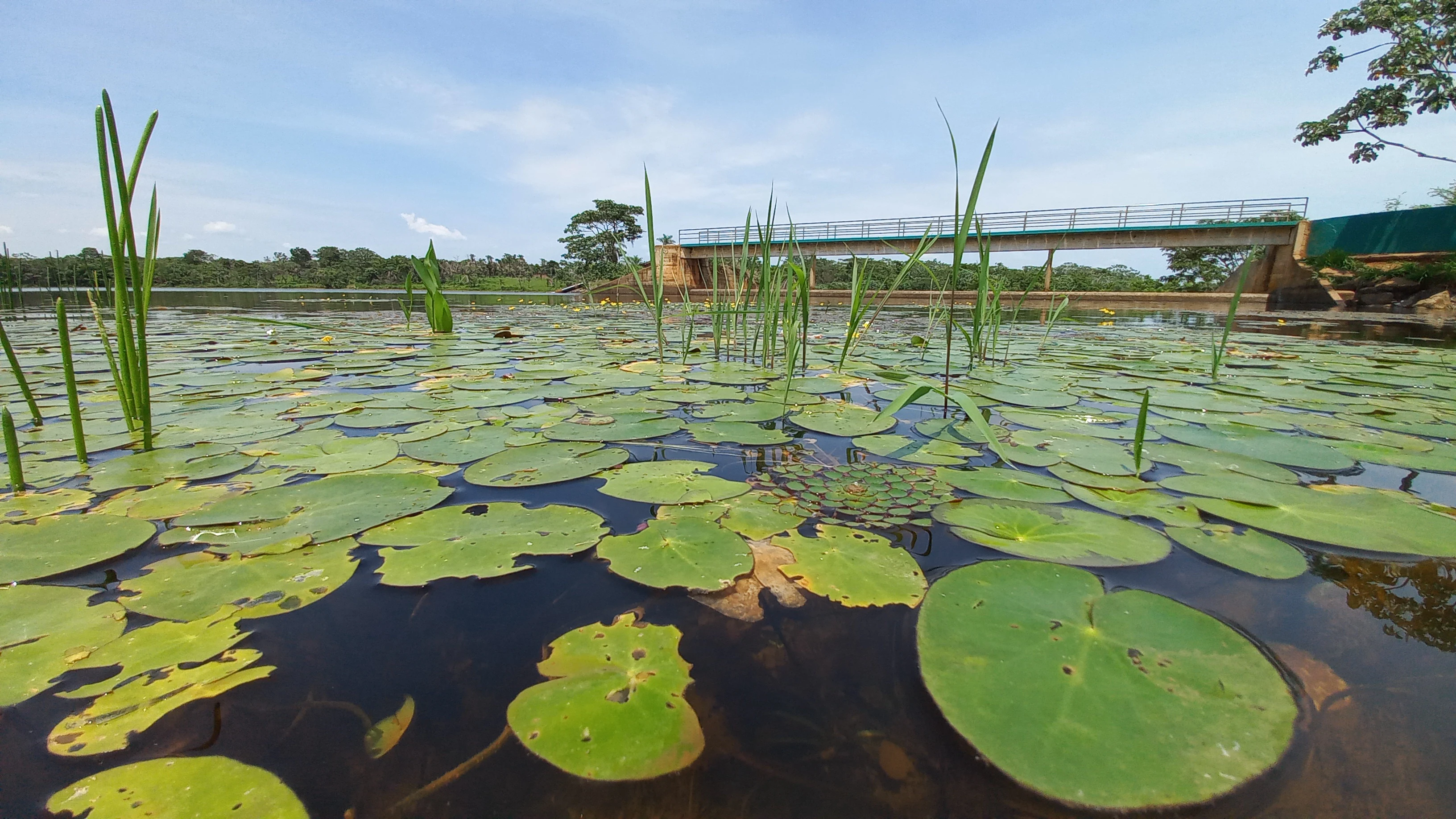 A low-angle view across a reservoir surface covered in green water lily pads with tall reeds and a pedestrian bridge in the distance.