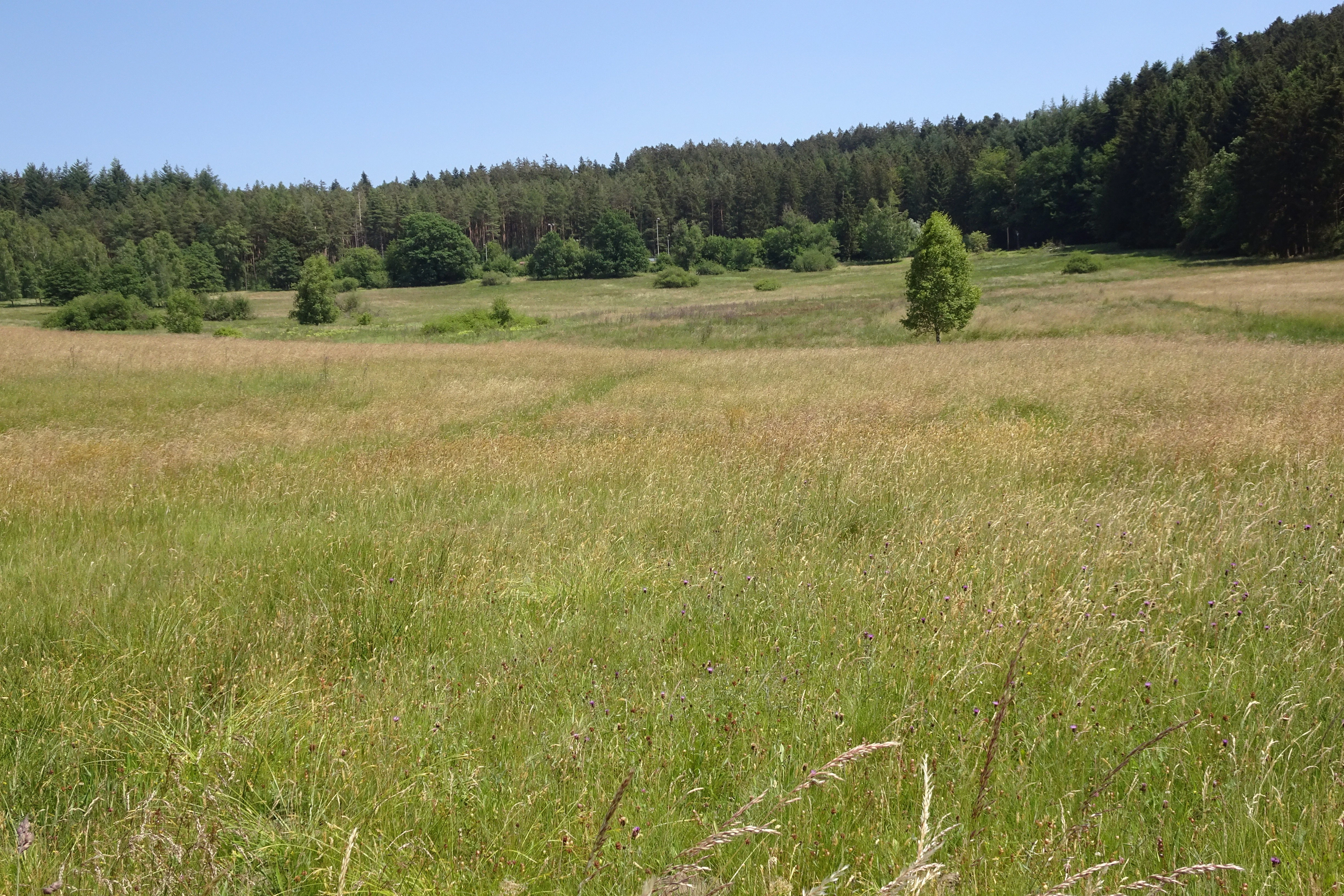 A wide, grassy meadow stretches toward a dense forest line under a clear blue sky.
