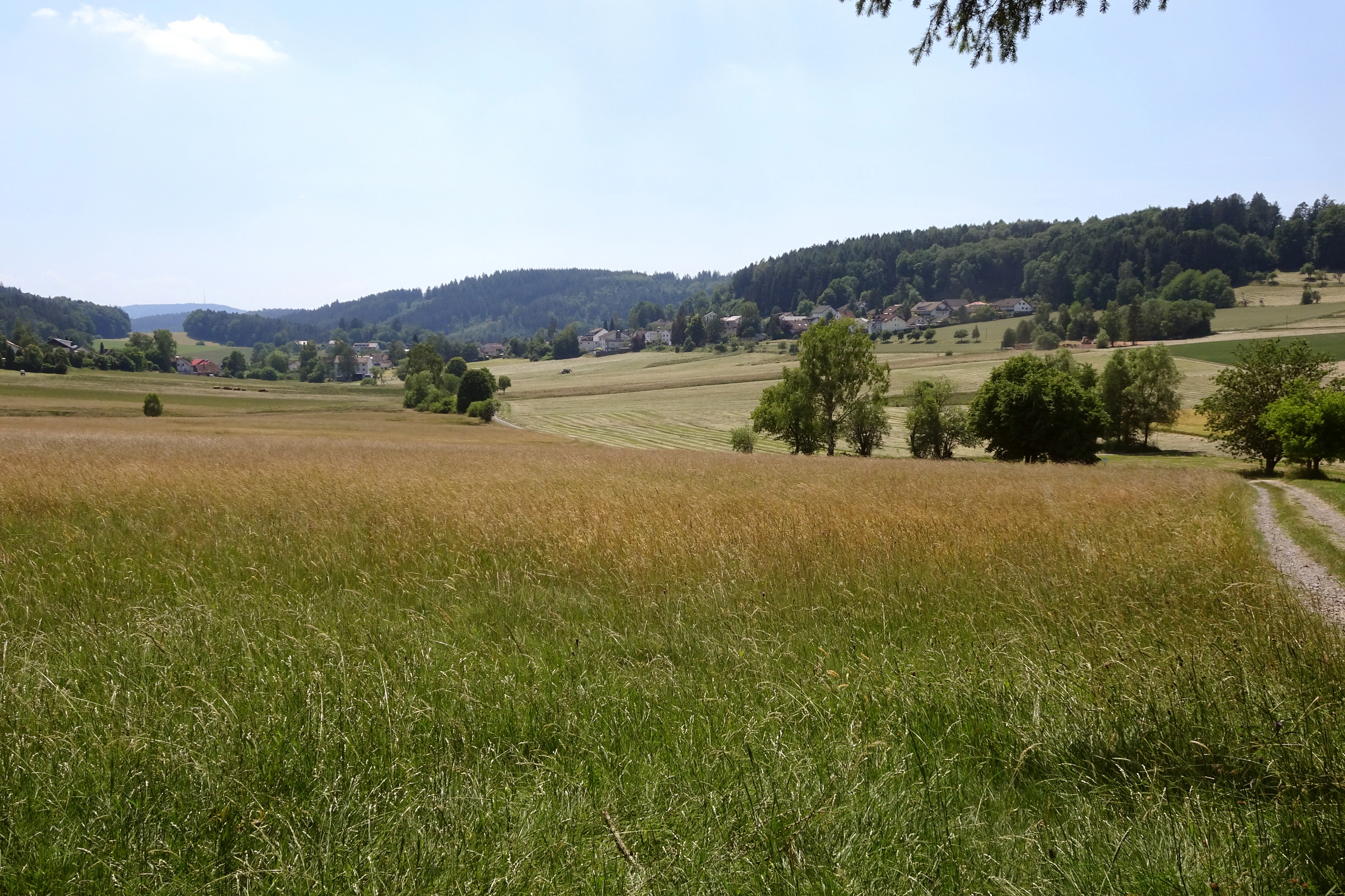 A wide landscape view of grassy meadows and rolling hills in a rural region, with scattered trees and a dirt path on the right side.