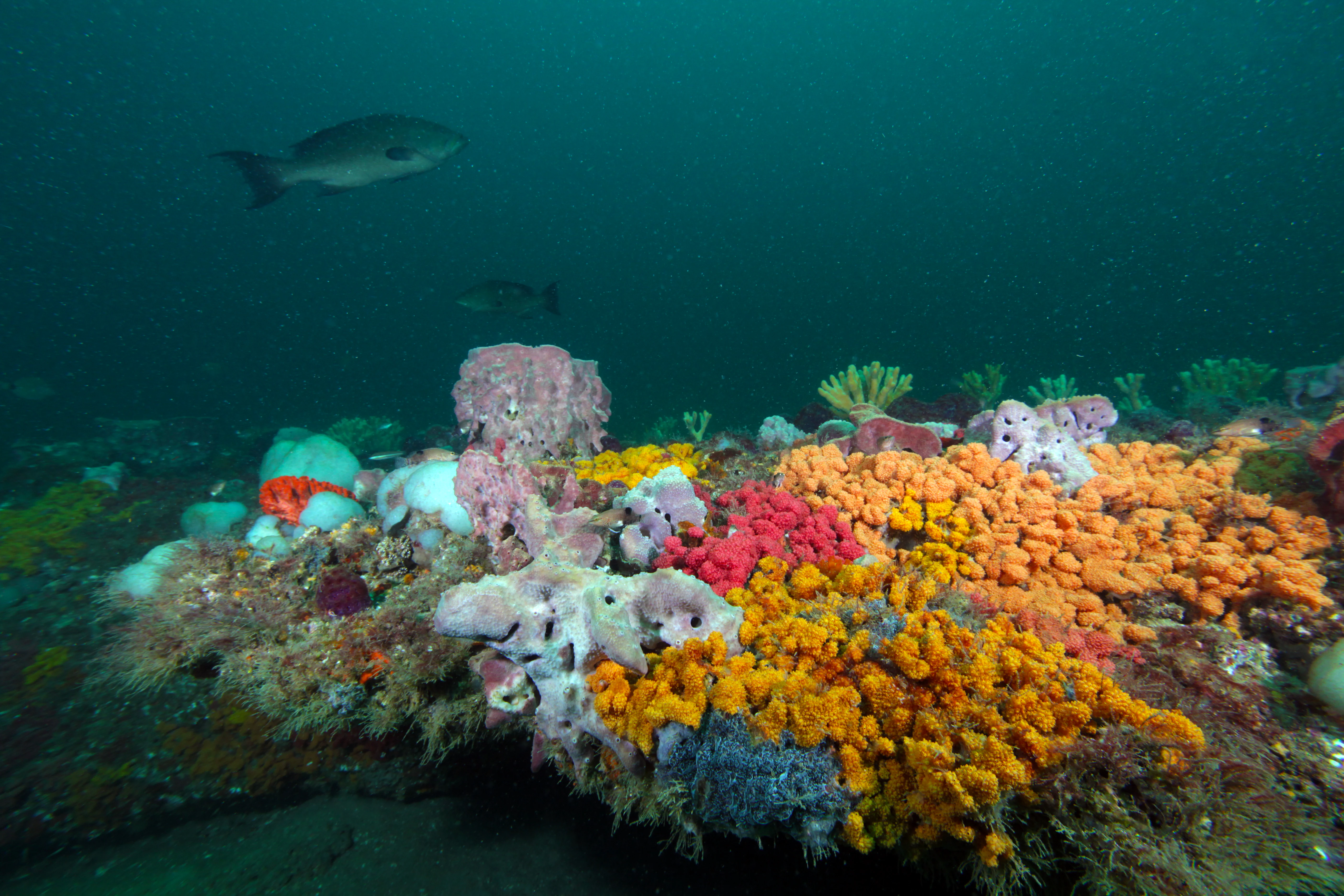 An underwater wide shot of a scamp grouper swimming over a rocky reef densely covered in bright orange, pink, and yellow sponges.