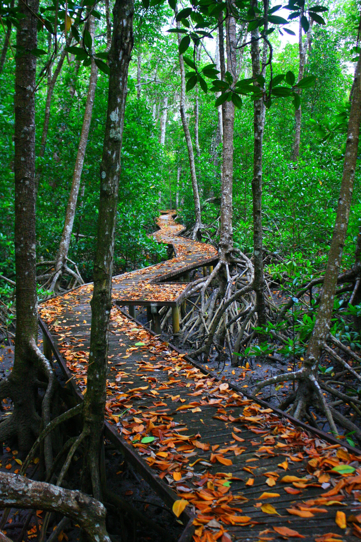 A wooden boardwalk winds through a dense mangrove forest, with the path covered in fallen orange leaves and surrounded by tangled mangrove roots and green trees.