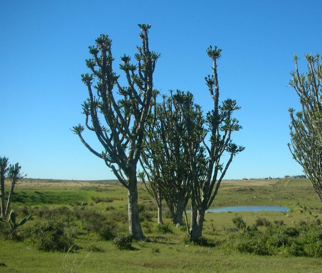 A group of tall, candelabra-like Euphorbia trees standing in a grassy, open landscape under a clear blue sky, with a small pond visible in the distance.