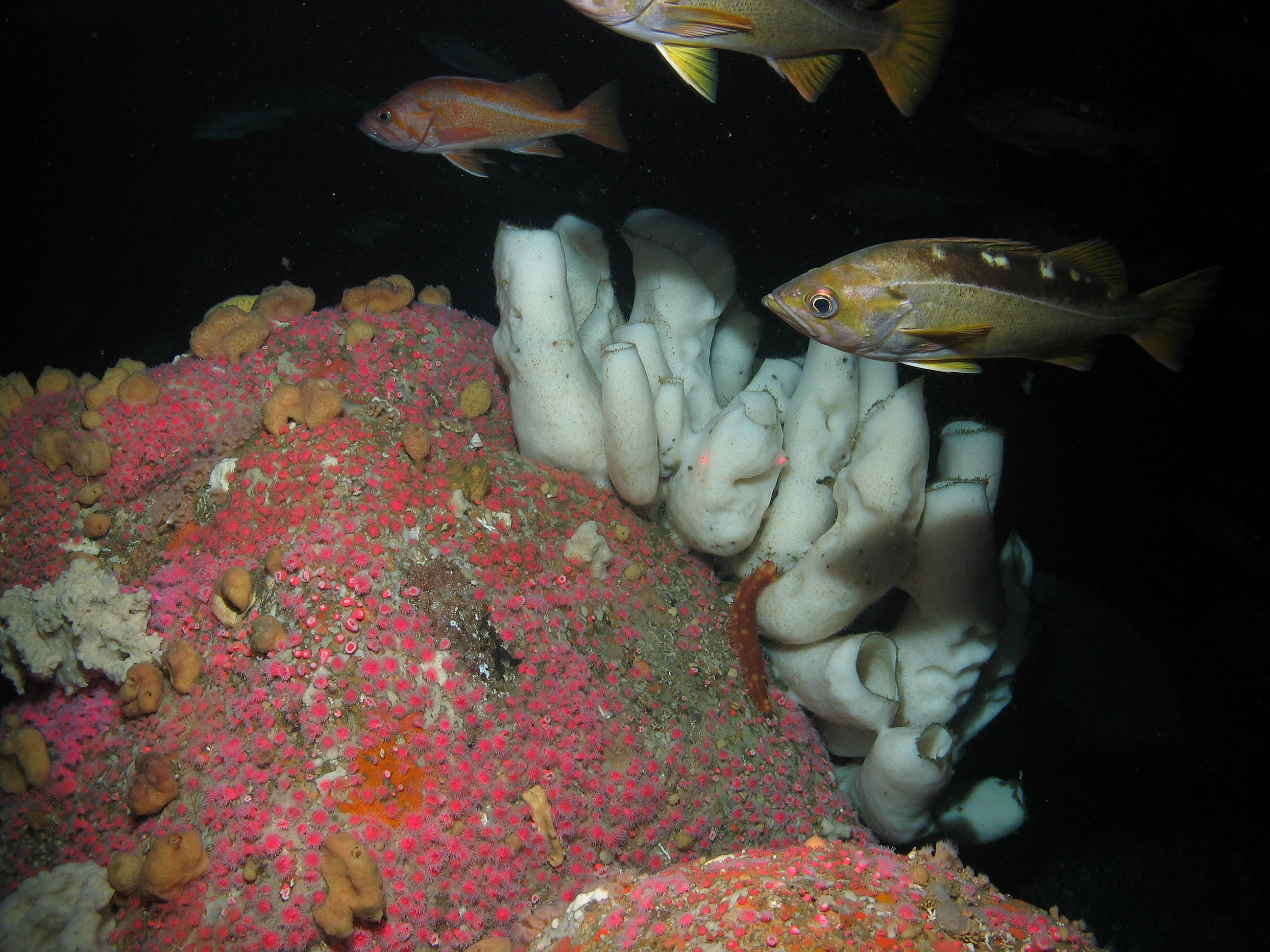 Vista submarina que muestra peces roca amarillos y grandes esponjas blancas en forma de bota sobre un colorido lecho marino.