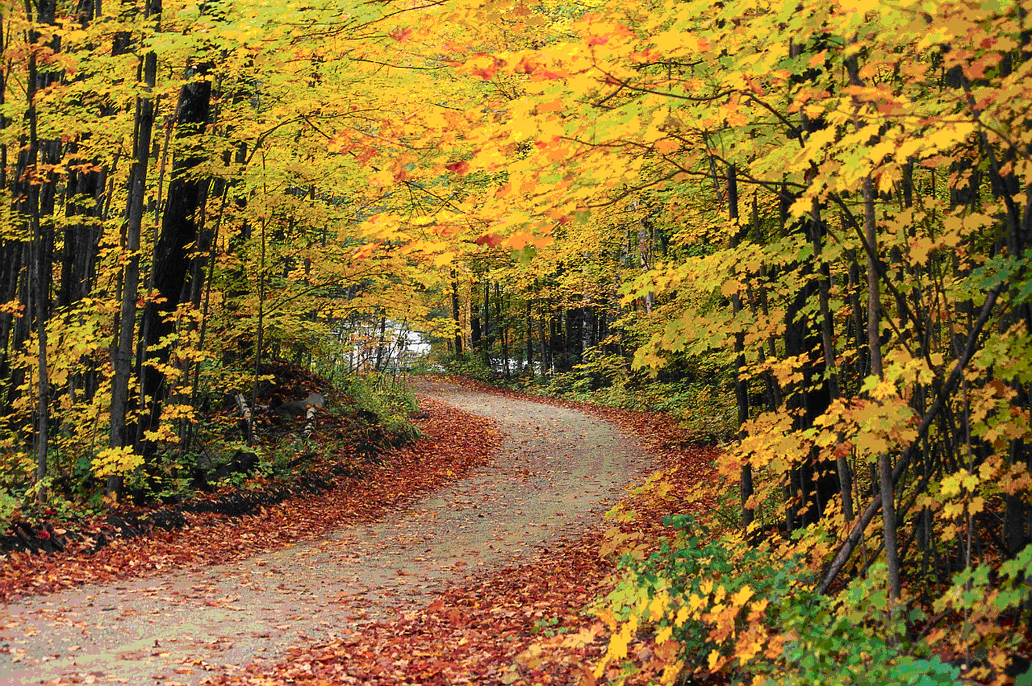 A dirt road curving through a forest during peak autumn with bright yellow and orange leaves on the trees and fallen leaves covering the road.