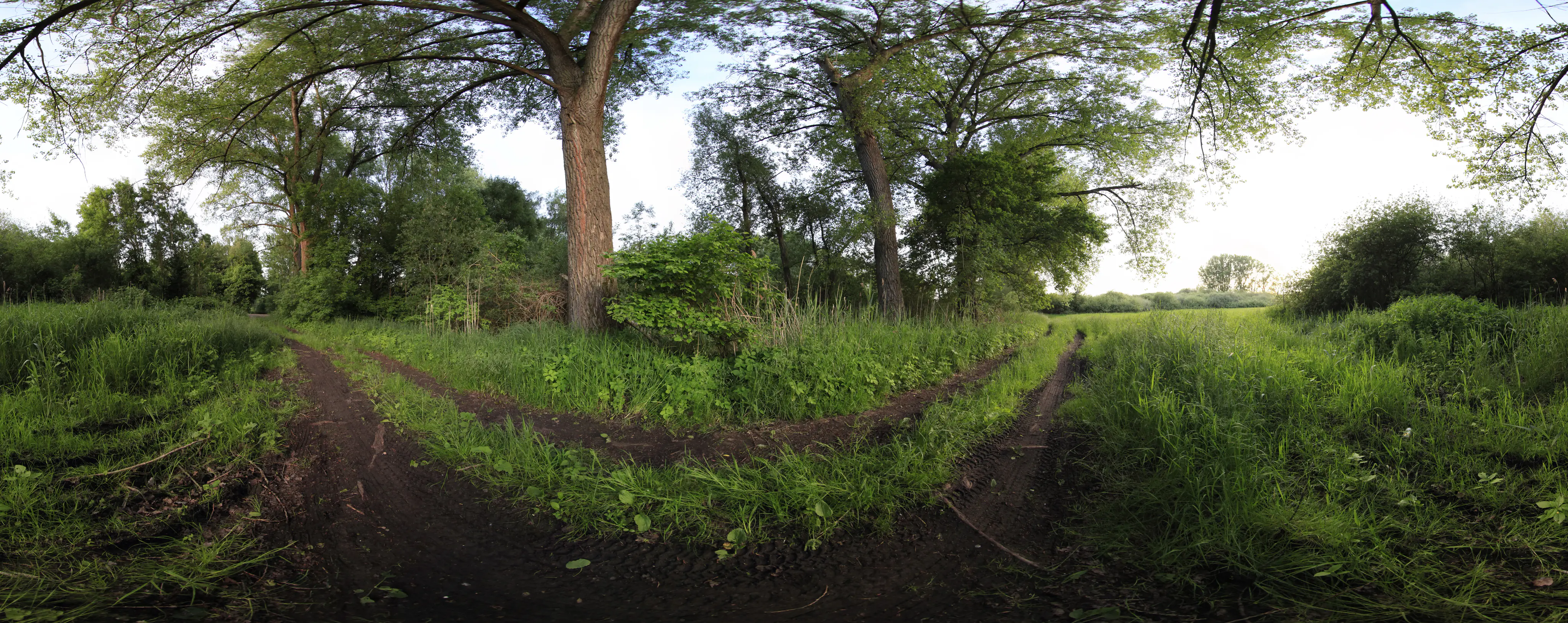 A 360-degree panoramic view of a dirt walking path passing through tall green grass and mature trees in a natural setting.