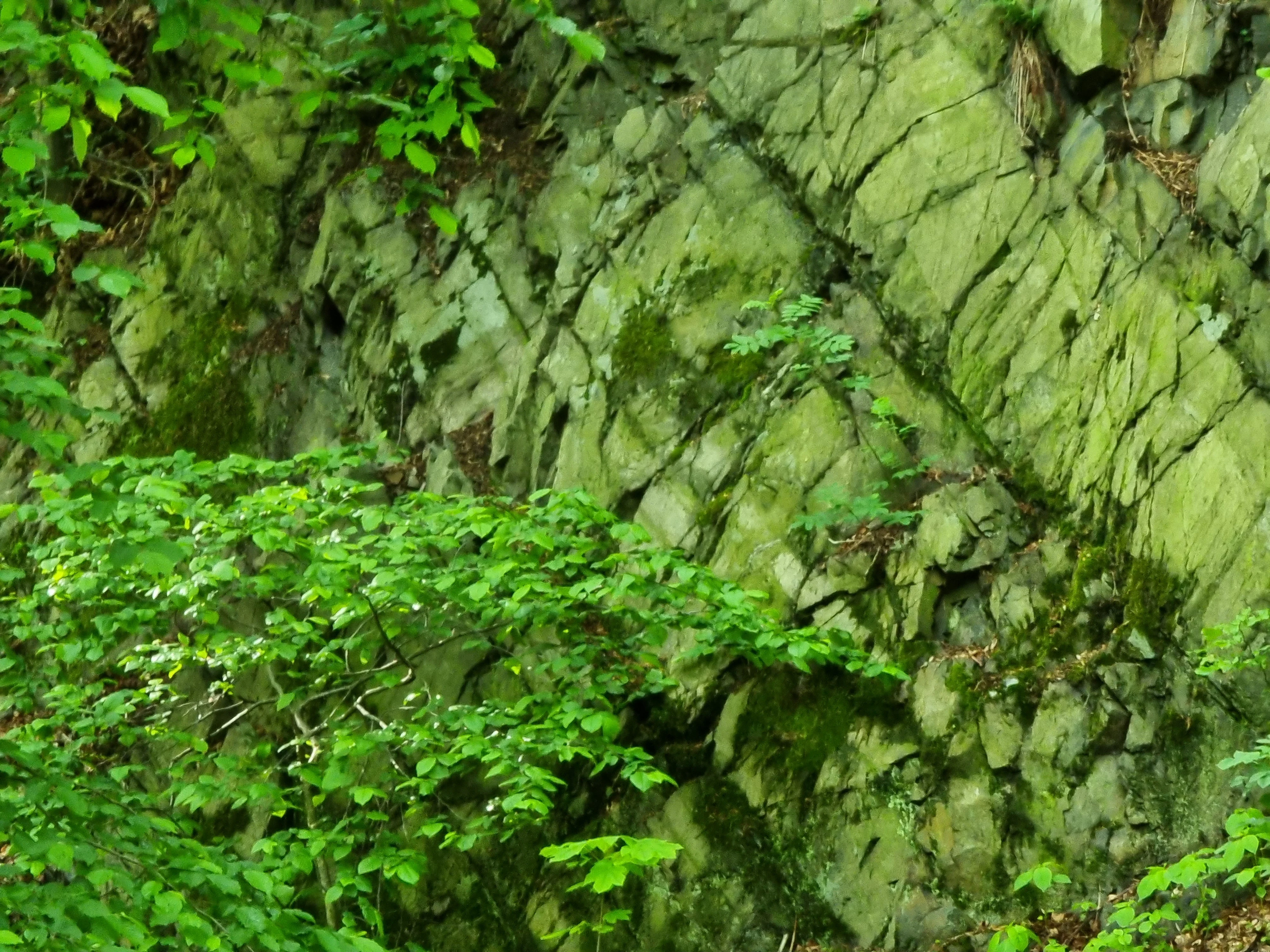 A close up view of a steep, fractured graywacke rock face covered in moss and surrounded by lush green foliage.