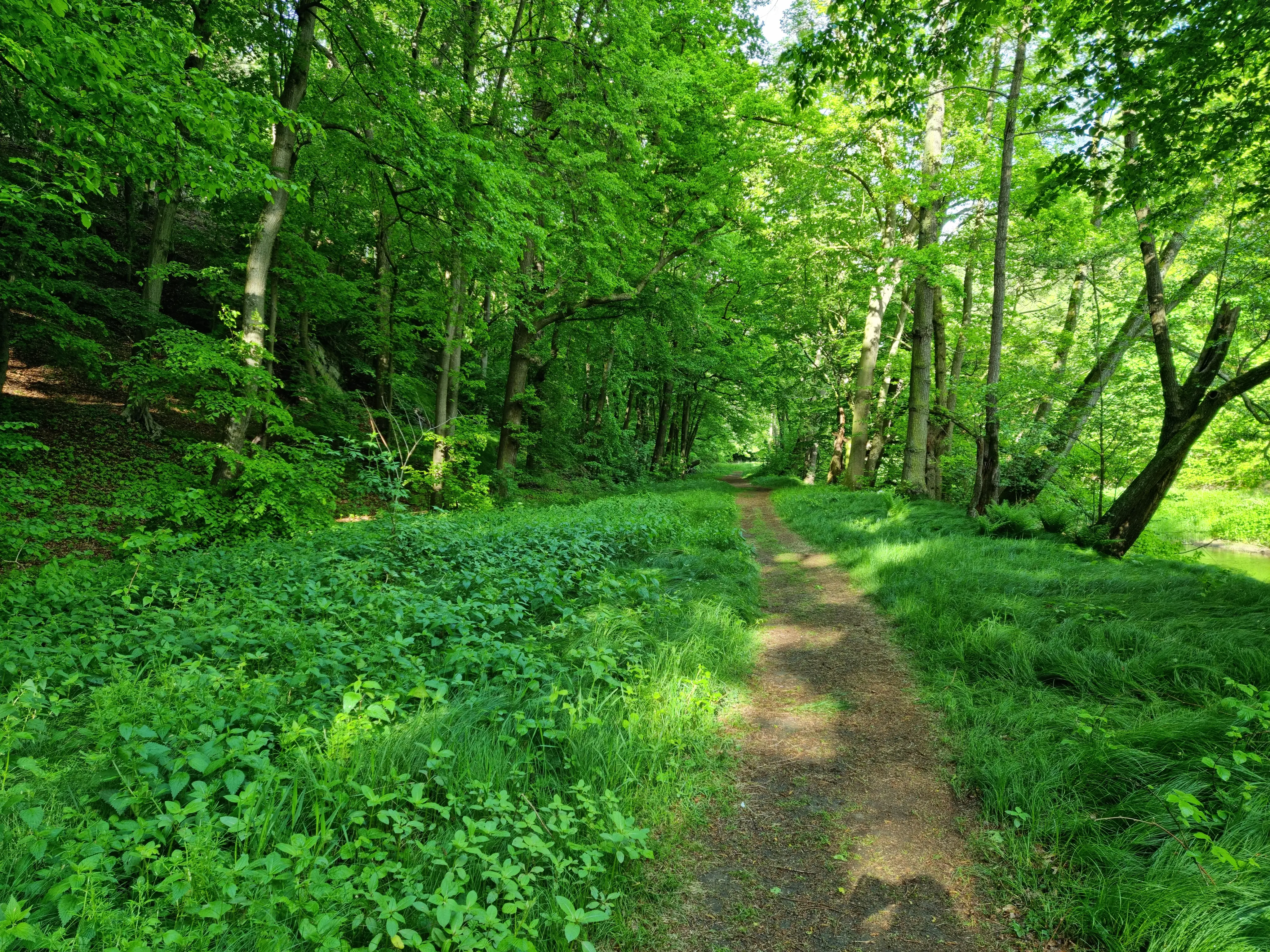 A dirt hiking trail leads into a lush, green deciduous forest during spring.