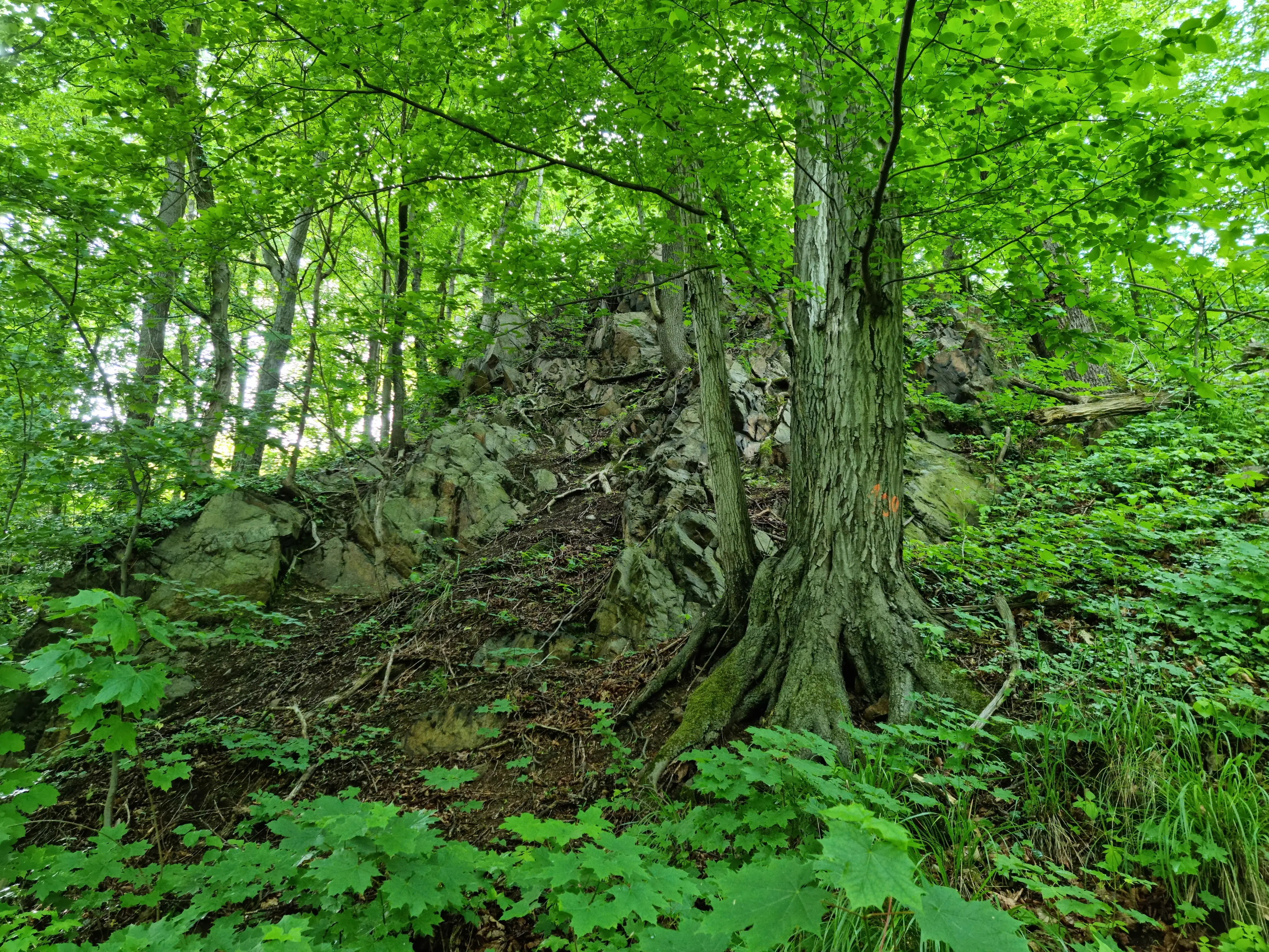 A steep forested hillside in Gröditzer Skala featuring grey rock outcrops partially obscured by tree trunks, gnarled roots, and dense green summer foliage.