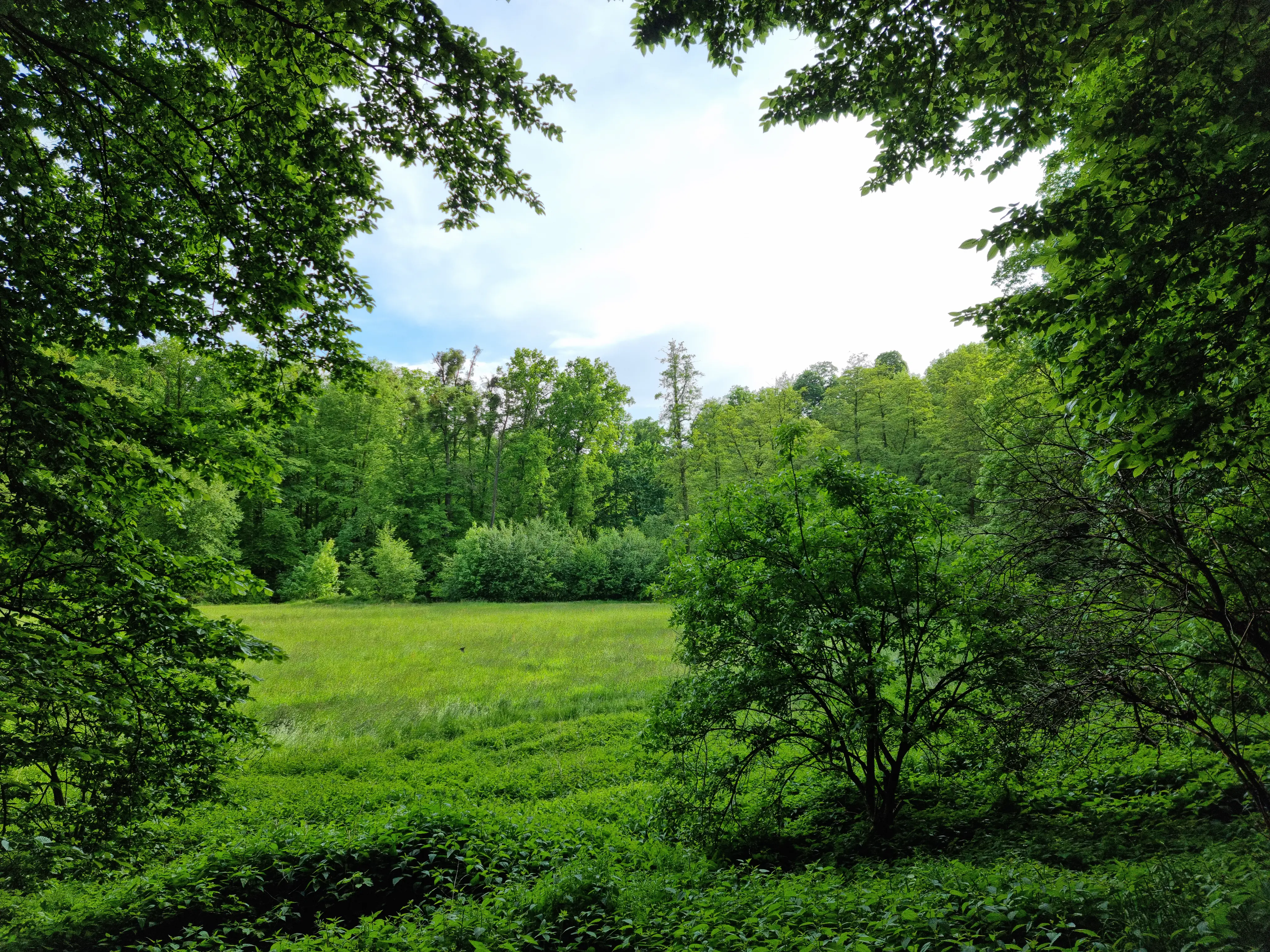 A wide shot of a verdant green meadow framed by dense deciduous forest, showing a bright grassy field with varied woodland edges under a soft cloudy sky.
