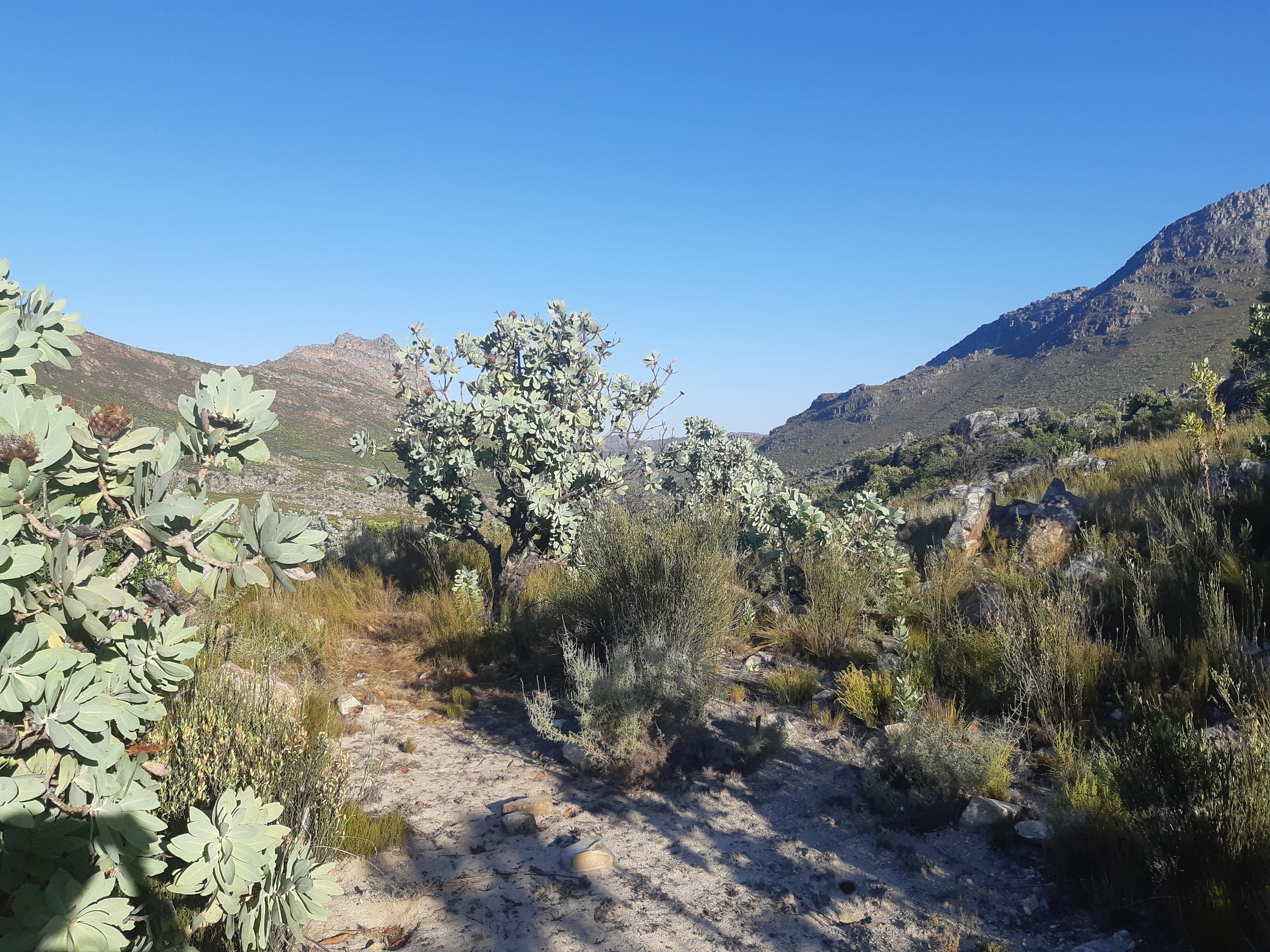 A sunny mountain landscape featuring greyish-green fynbos vegetation and protea shrubs in the foreground, with rugged, rocky mountains rising in the background under a clear blue sky.