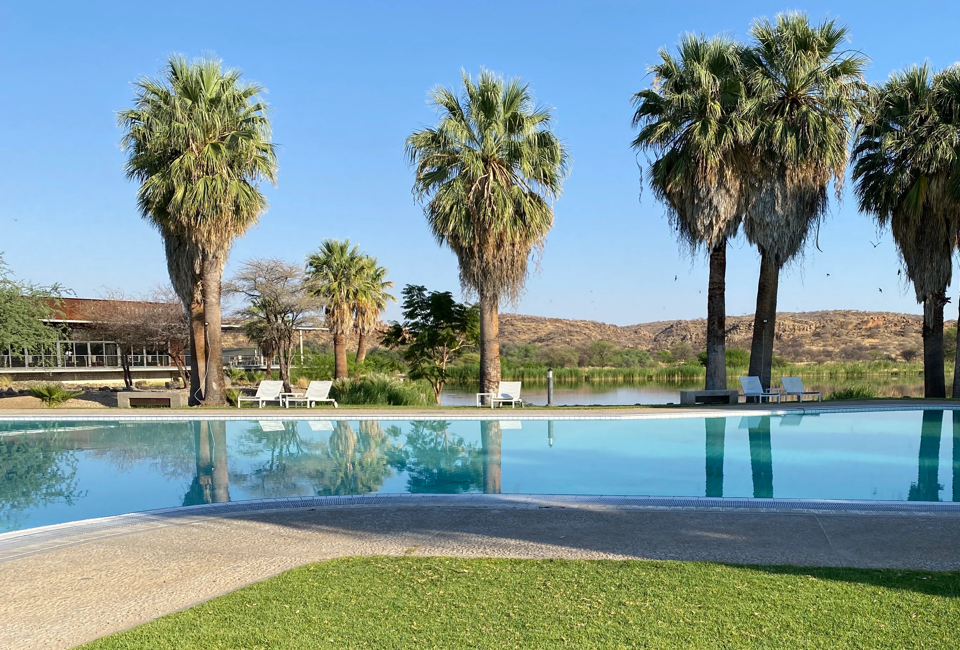 A wide outdoor swimming pool surrounded by palm trees with a grassy foreground and a low rocky hill in the background.