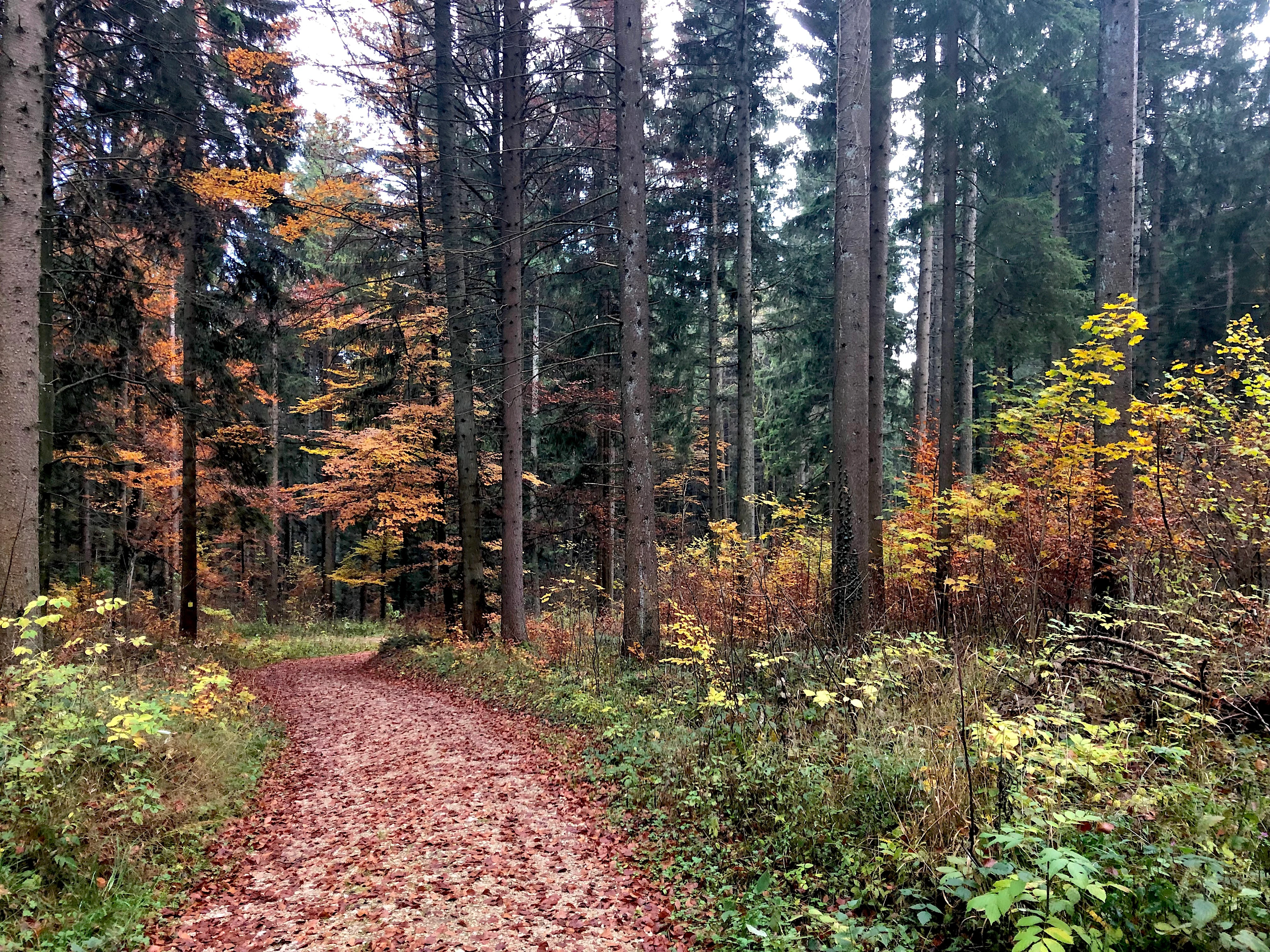 A dirt path leads through a dense, tall forest during autumn, with the ground covered in fallen red and brown leaves.