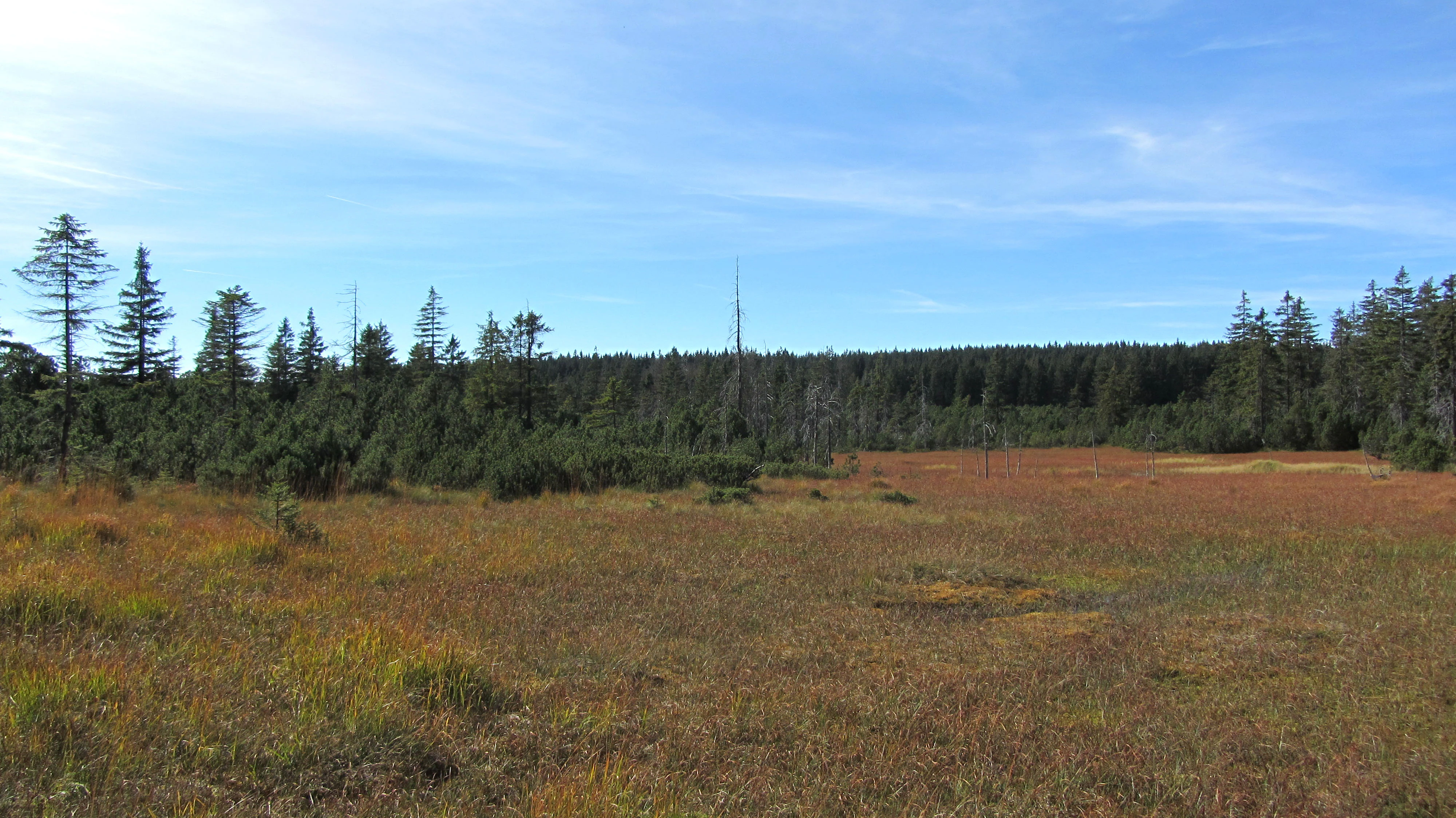 A wide view of a marshy moorland landscape with low-lying grasses, shrubs, and patches of water, backed by a dense line of coniferous forest under a clear blue sky.