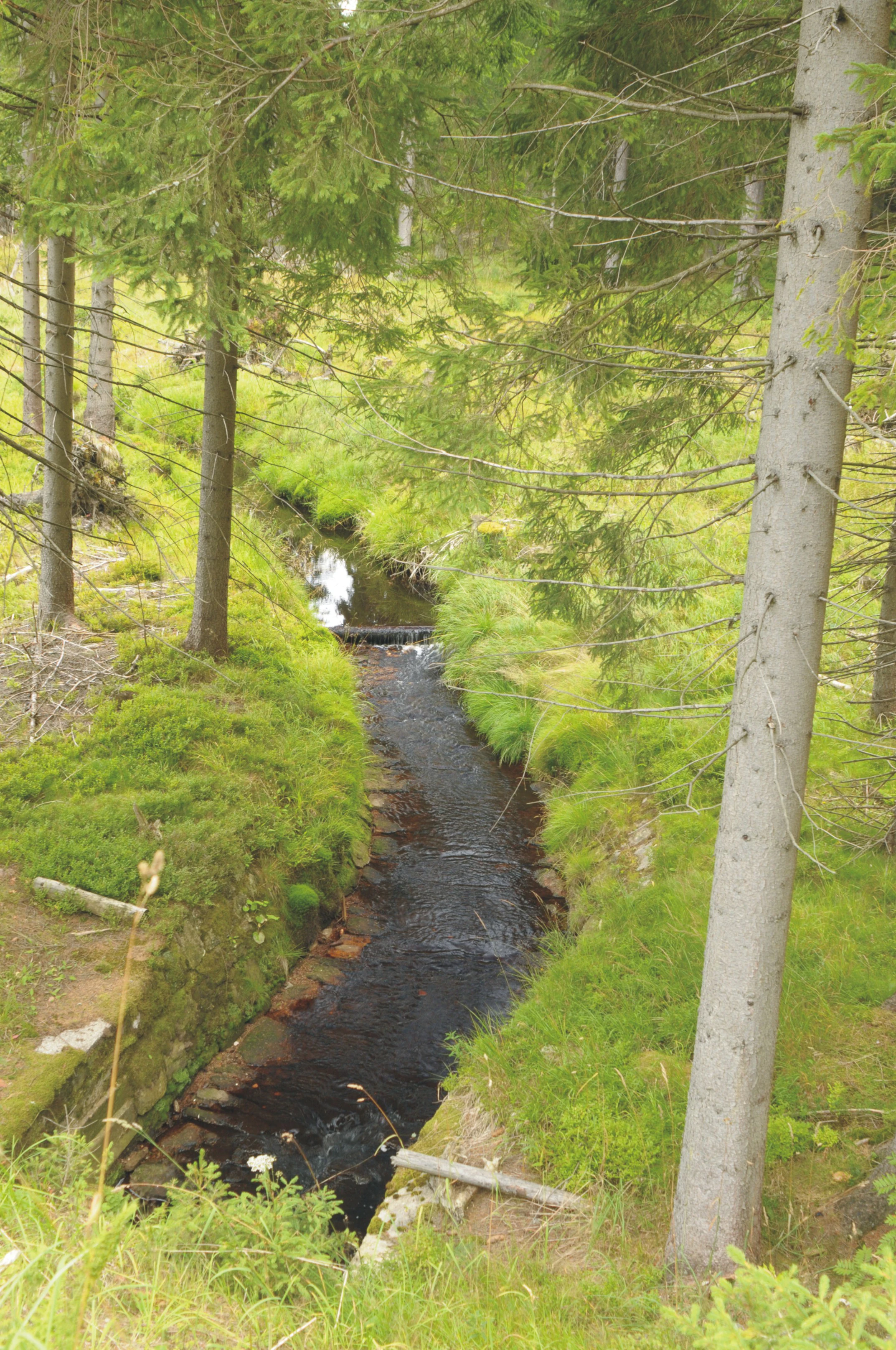 A narrow stream flows through a forested moorland area, framed by tall evergreen trees and mossy banks.