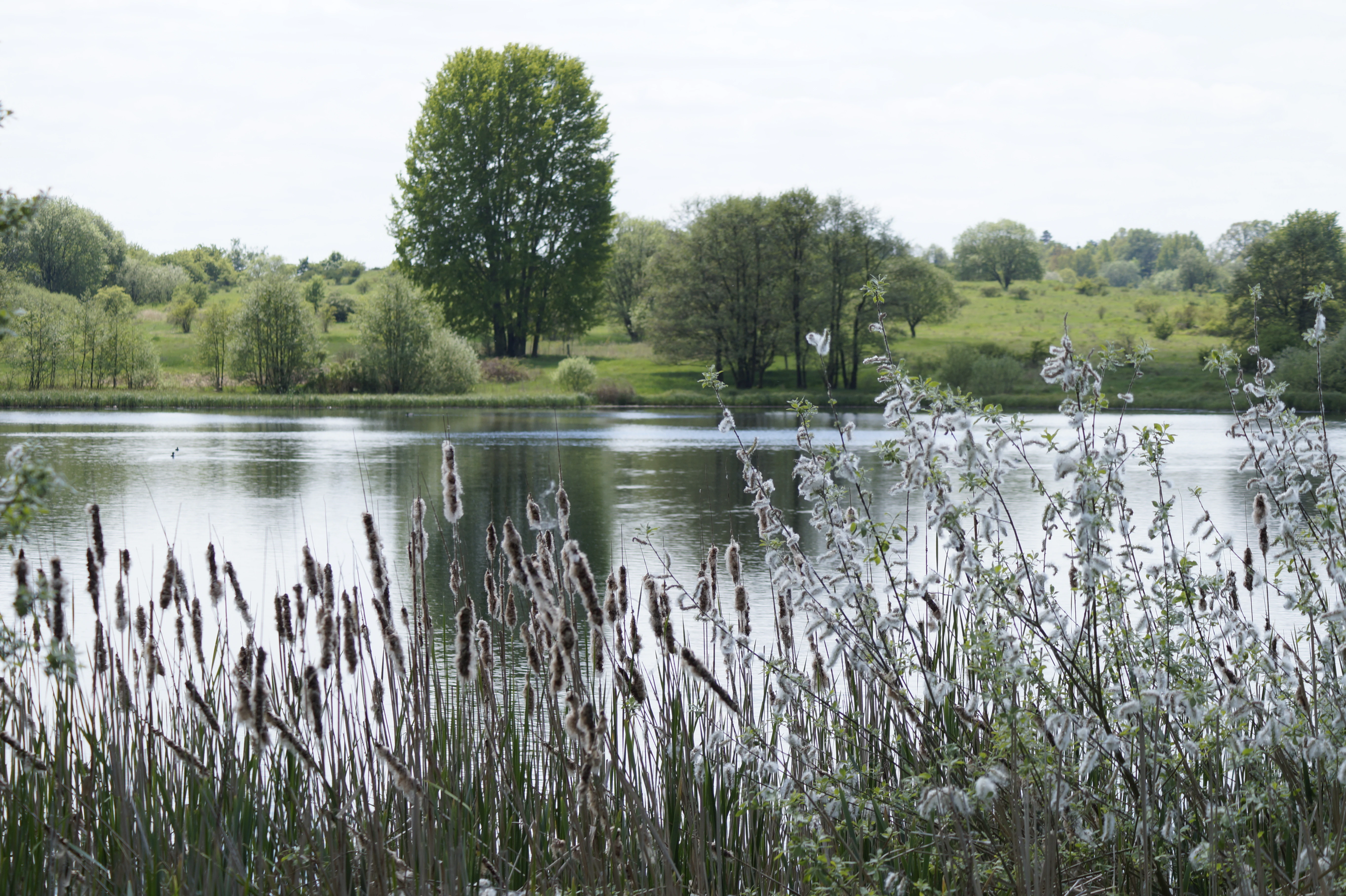 A calm lake viewed through a foreground of reeds and soft, fluffy seed heads, with a grassy shoreline and trees in the background.