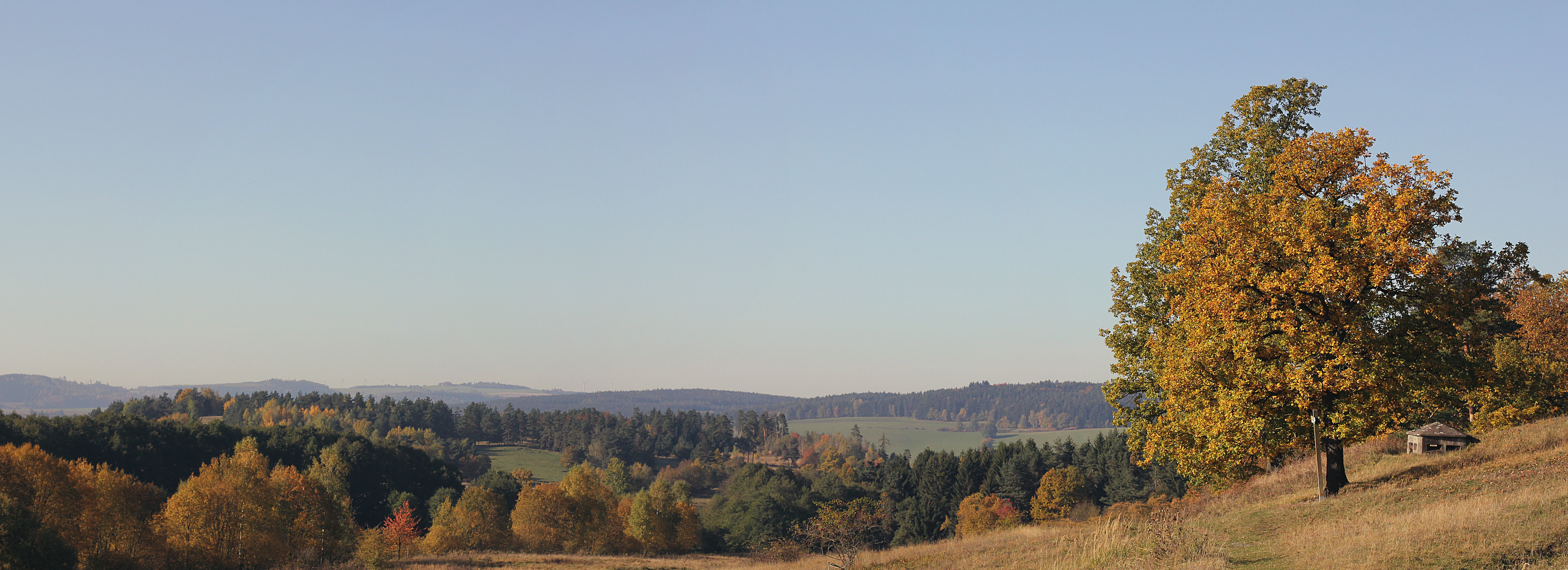 A wide, sunlit landscape view of rolling hills and forests in autumn, featuring golden-yellow foliage on a prominent tree in the foreground and a hazy horizon.
