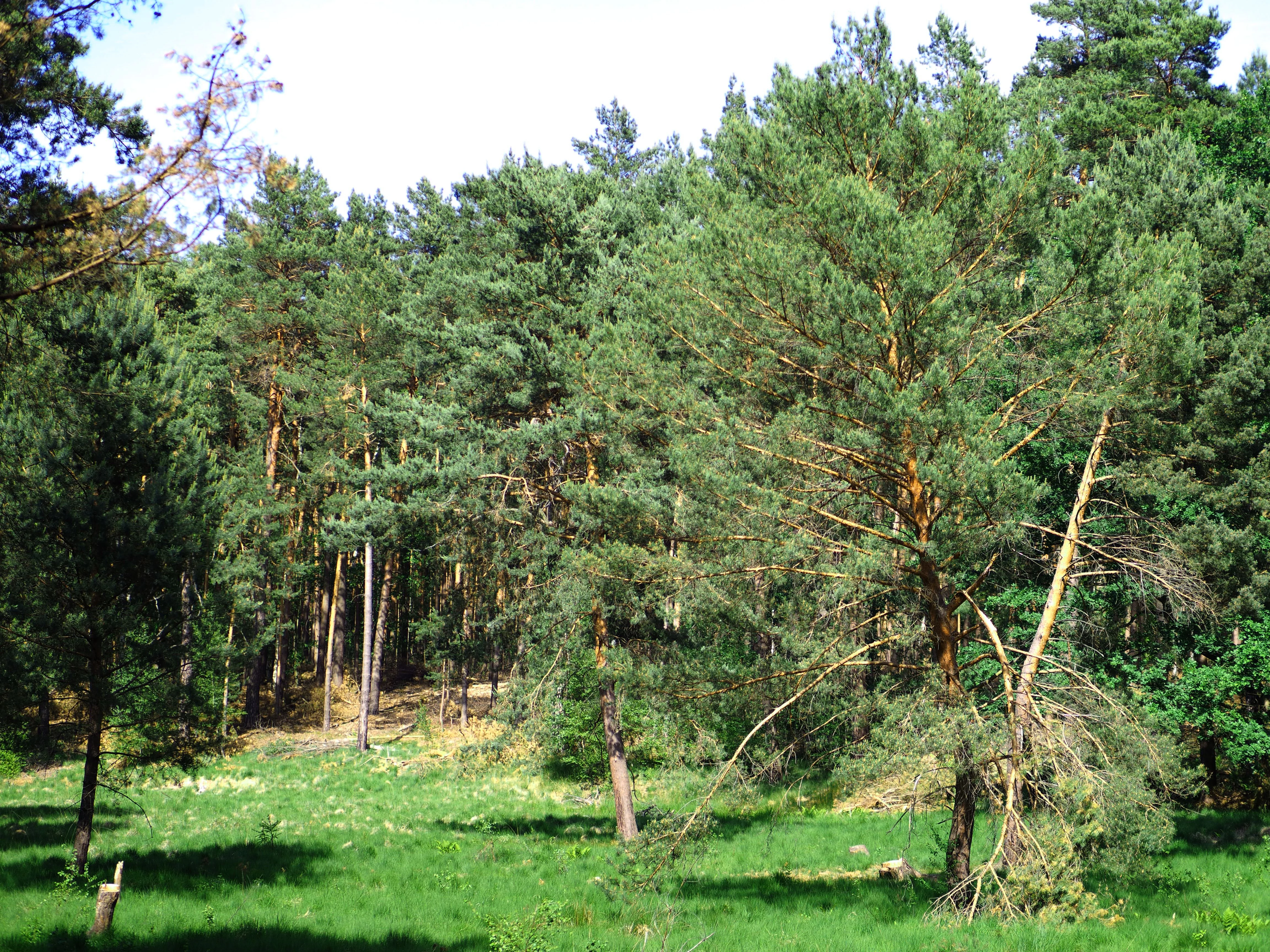 A sunny clearing bordered by a dense stand of pine trees in the Dueppel Forest area.