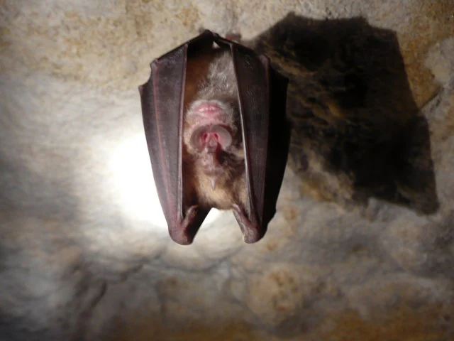 A Greater Horseshoe Bat hanging upside down, wrapped in its wings against a textured cave wall.