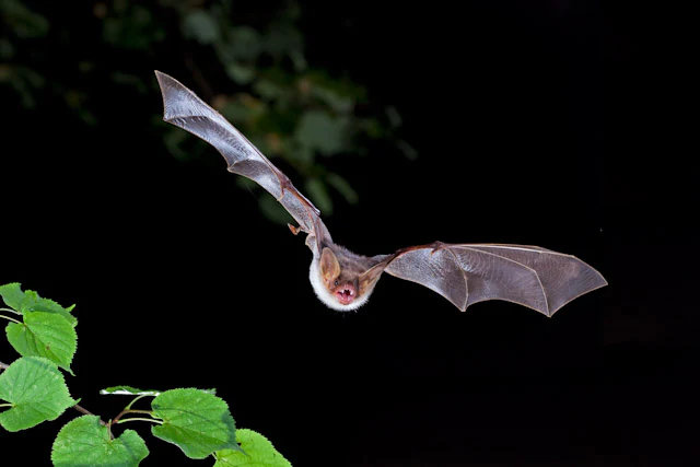 A Greater mouse-eared bat flying against a black background, with green leaves visible in the bottom left corner.