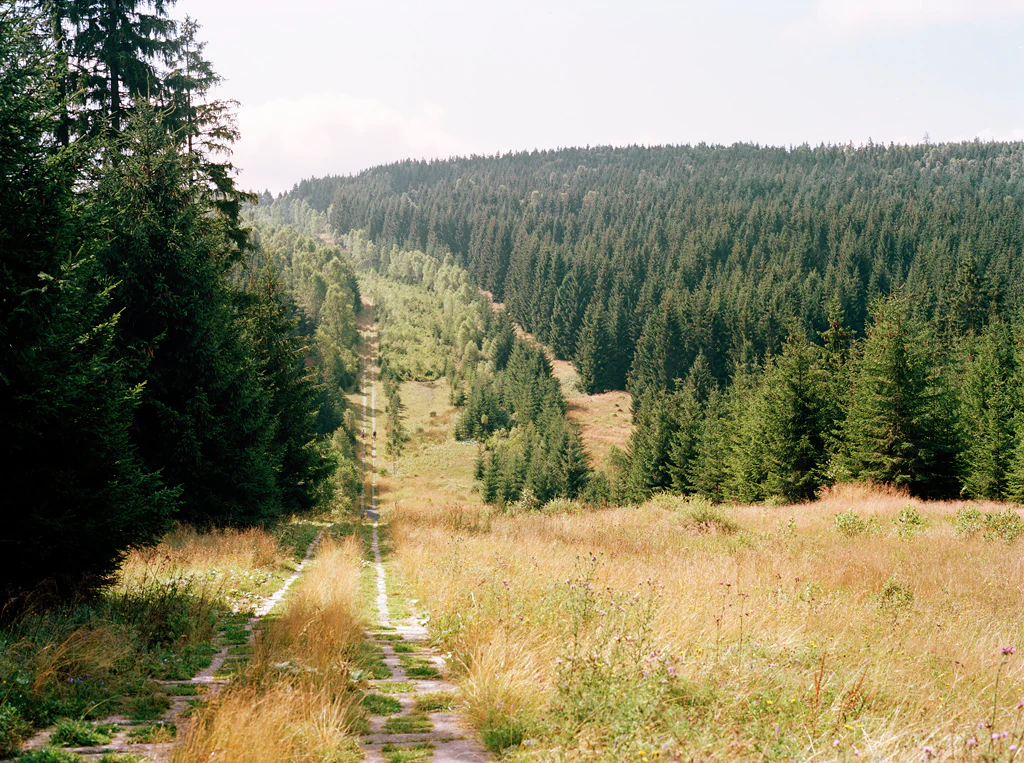 A wide, grassy path leads into a dense forest, marking the former border corridor between two areas of coniferous trees.