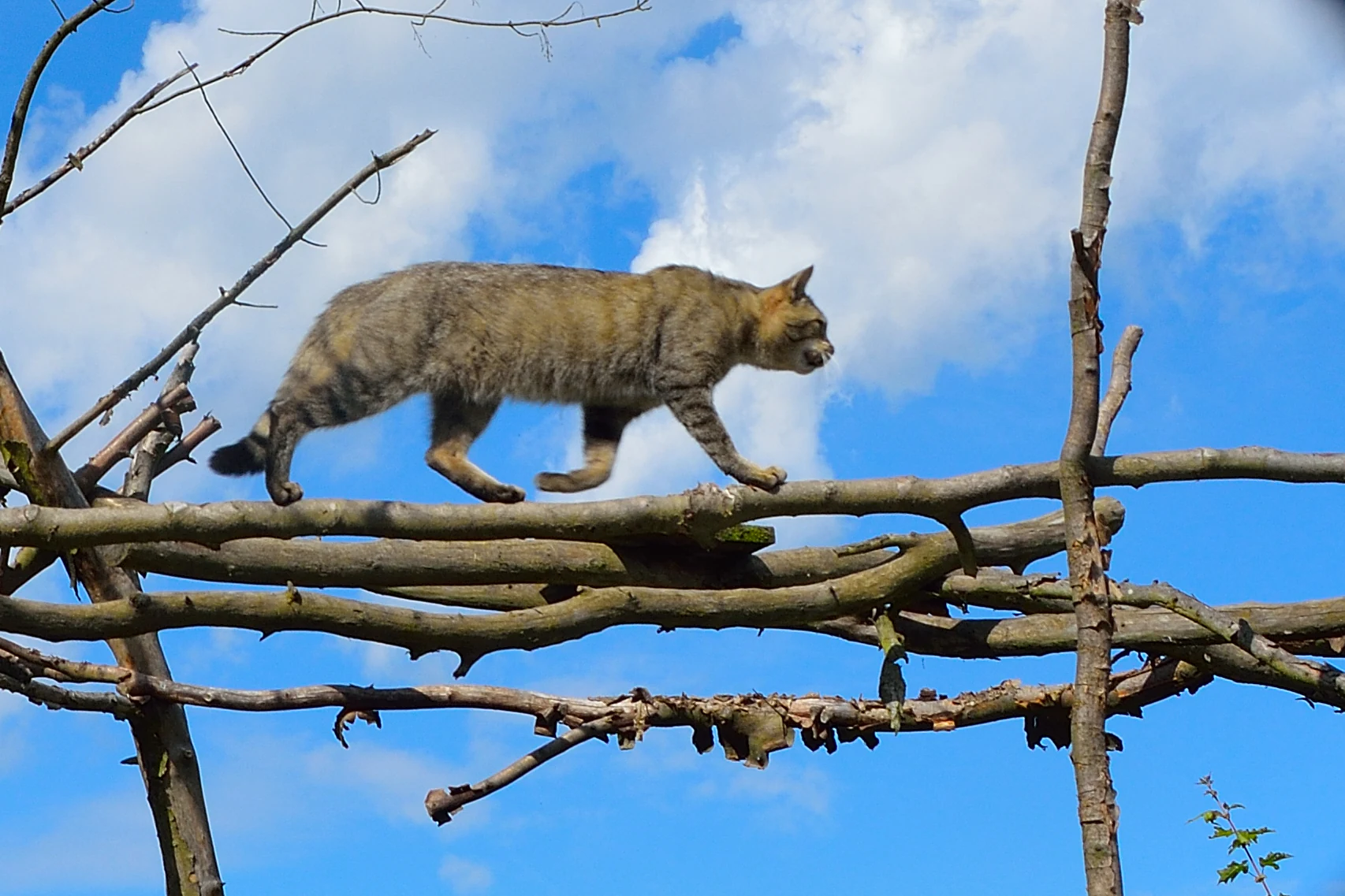 A European wildcat with brownish-grey fur and dark stripes walking along a horizontal tree branch against a bright blue sky.