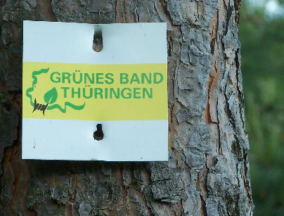 A square metal sign attached to a rough tree trunk, featuring a yellow horizontal stripe and the text GRÜNES BAND THÜRINGEN, alongside a green leaf and barbed wire graphic.