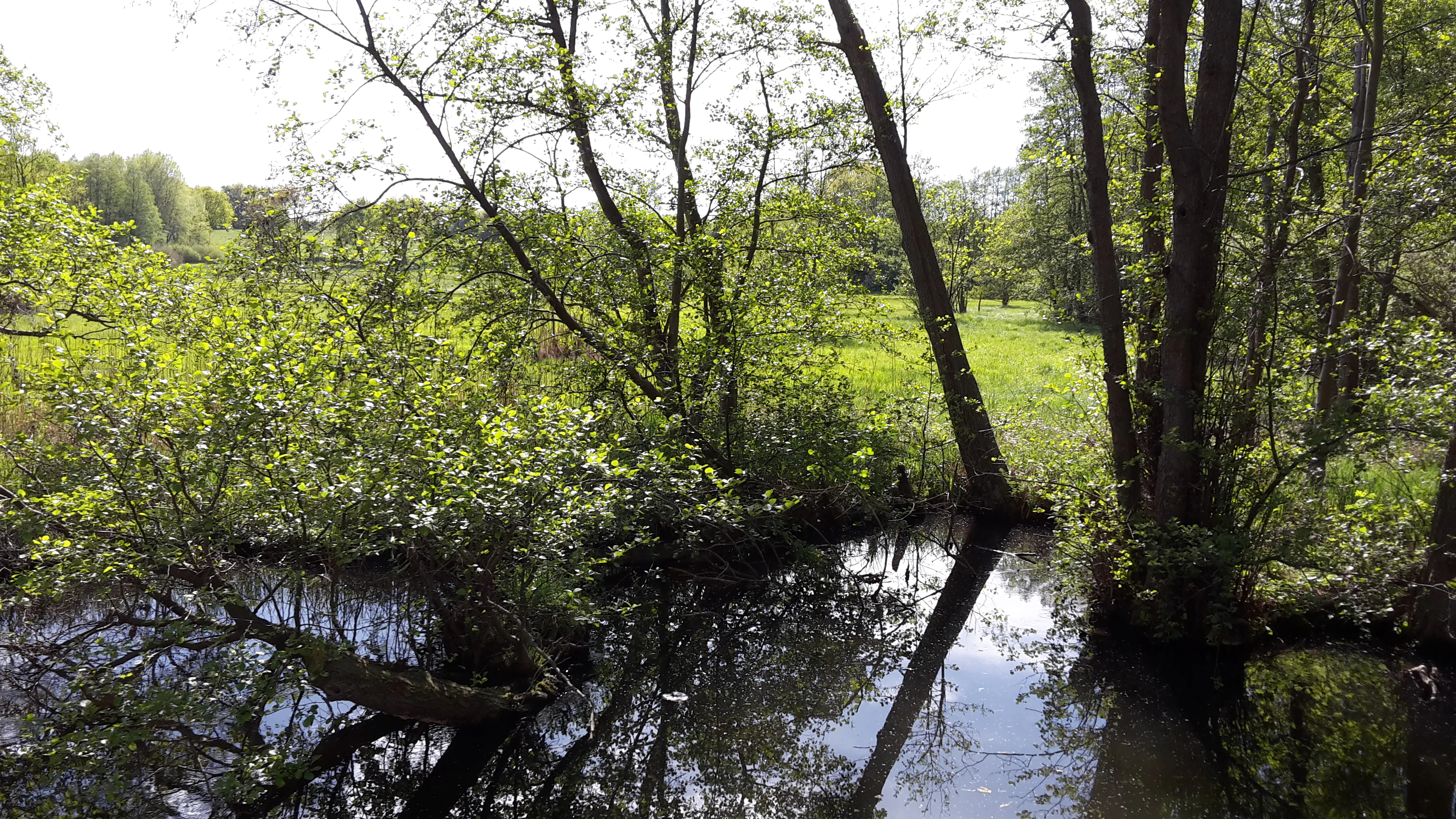 A view of the Wakenitz river flowing through a lush, green wetland area with trees growing at the water's edge and reflections on the calm surface.