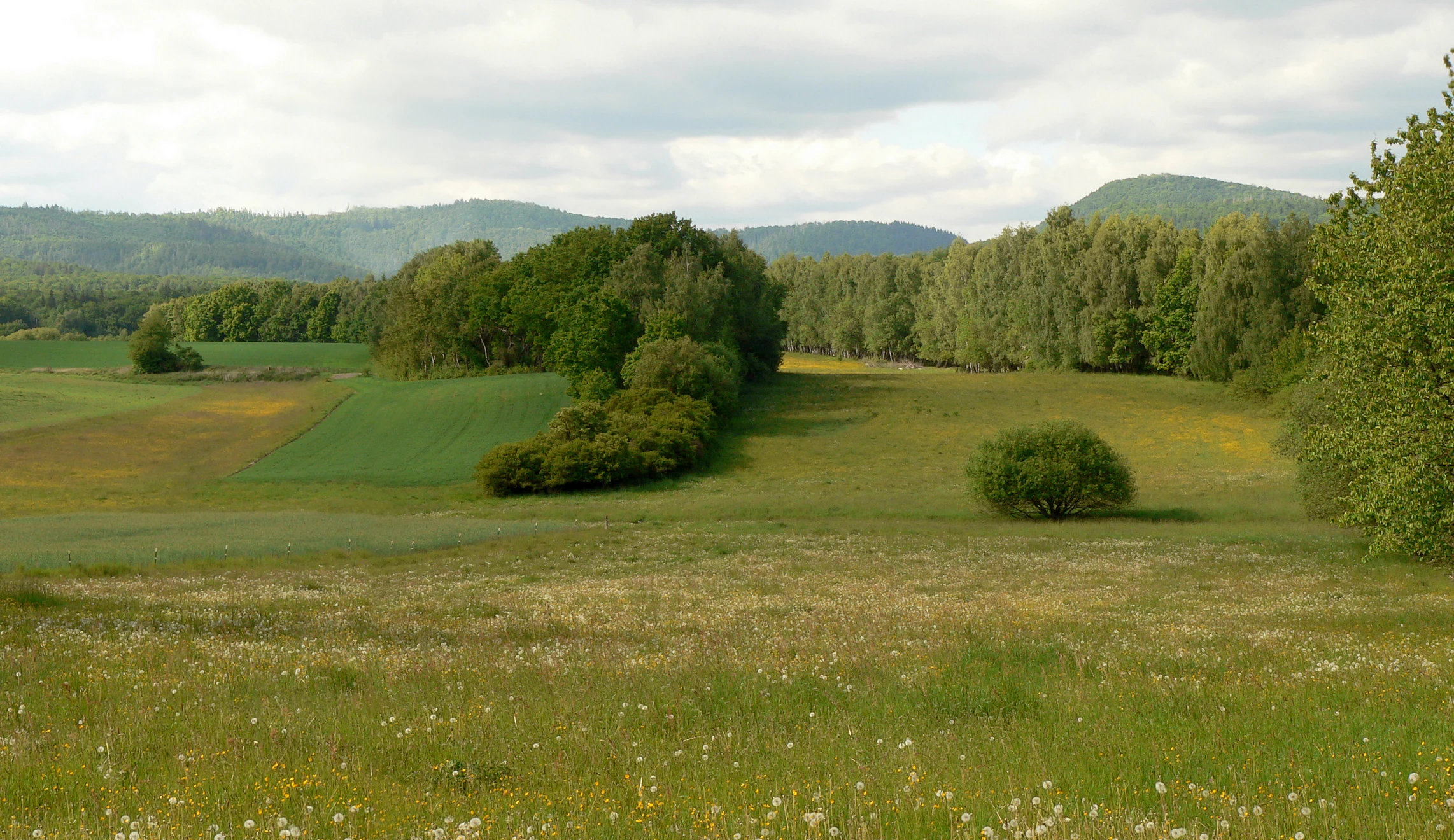 A wide view of a grassy meadow featuring patches of trees, shrubs, and rolling hills in the background under a cloudy sky.