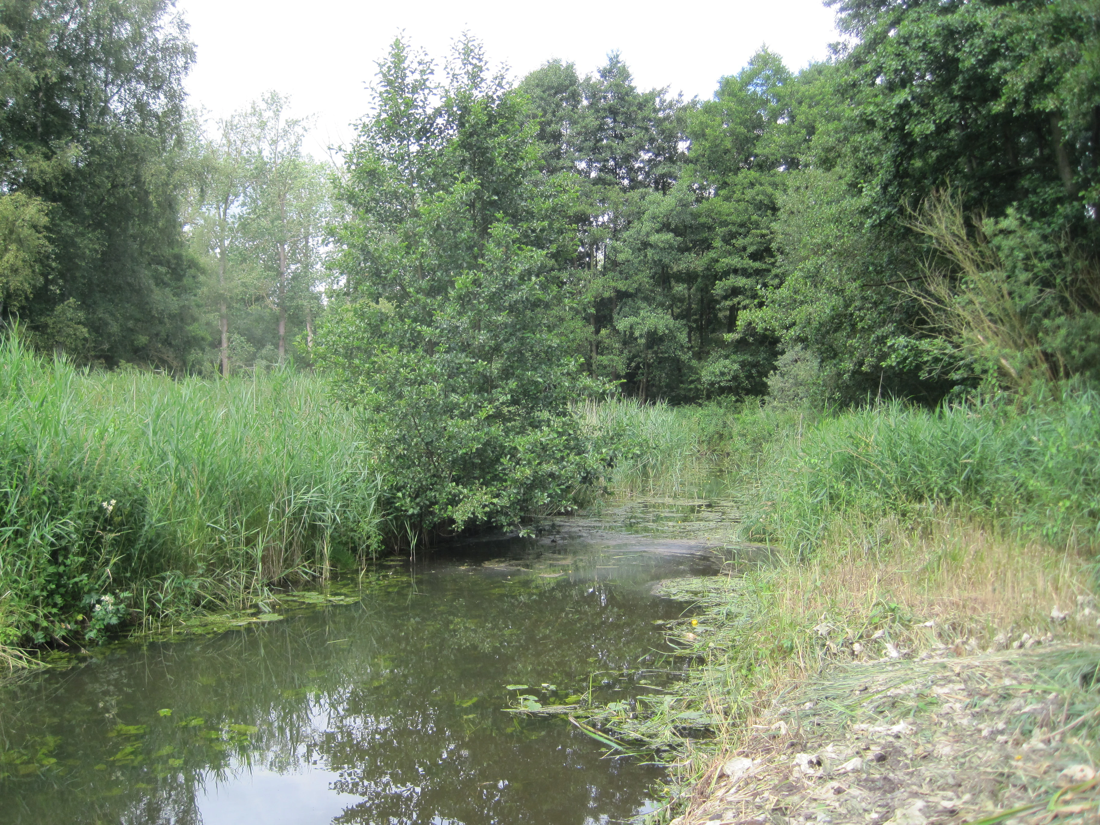 A narrow, slow-moving stream winding through dense green reeds and trees in a natural, overgrown setting.