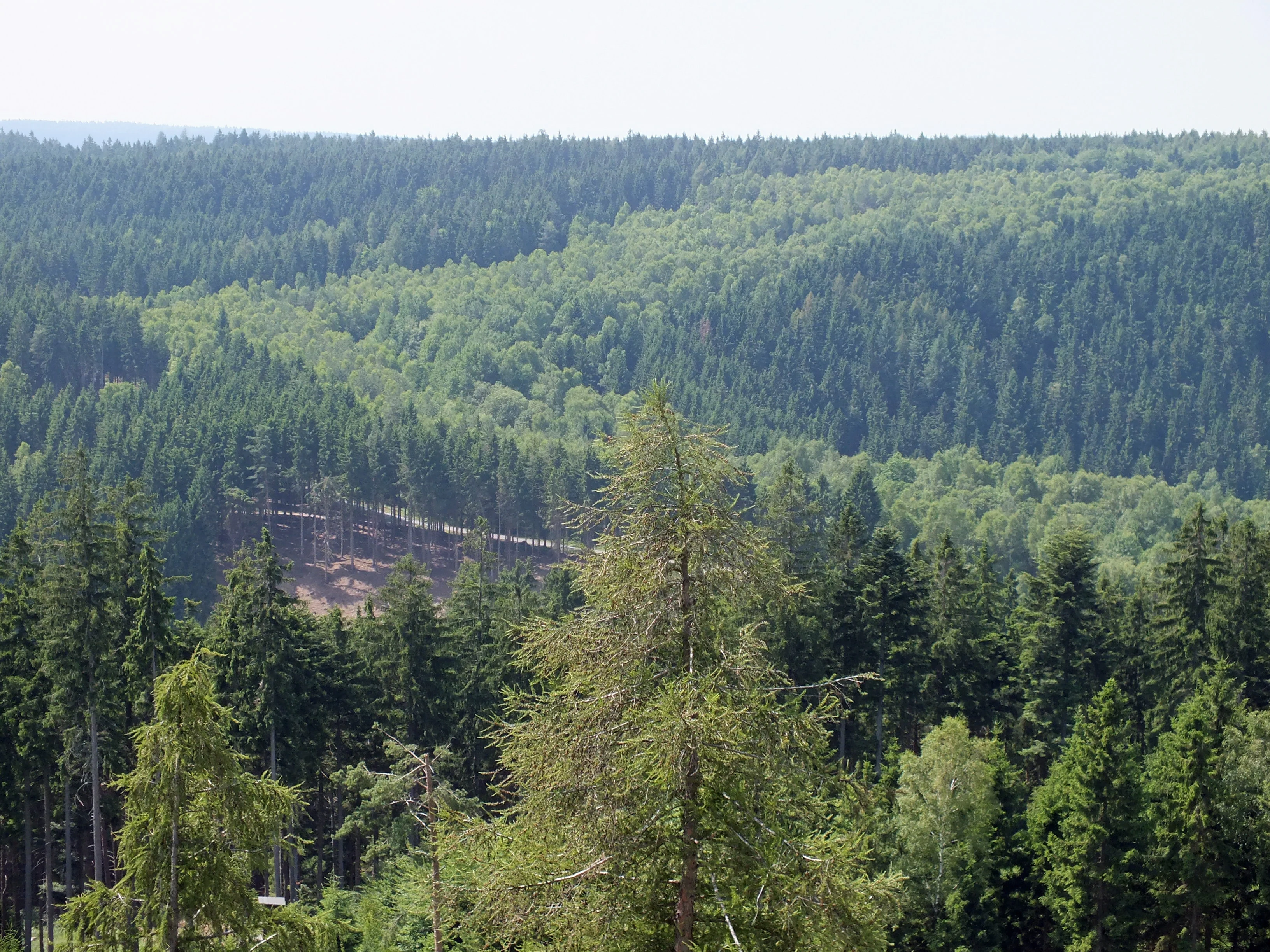 A wide view of dense evergreen and deciduous forest canopy, showing a subtle linear change in tree density and height indicating the path of the former border zone.