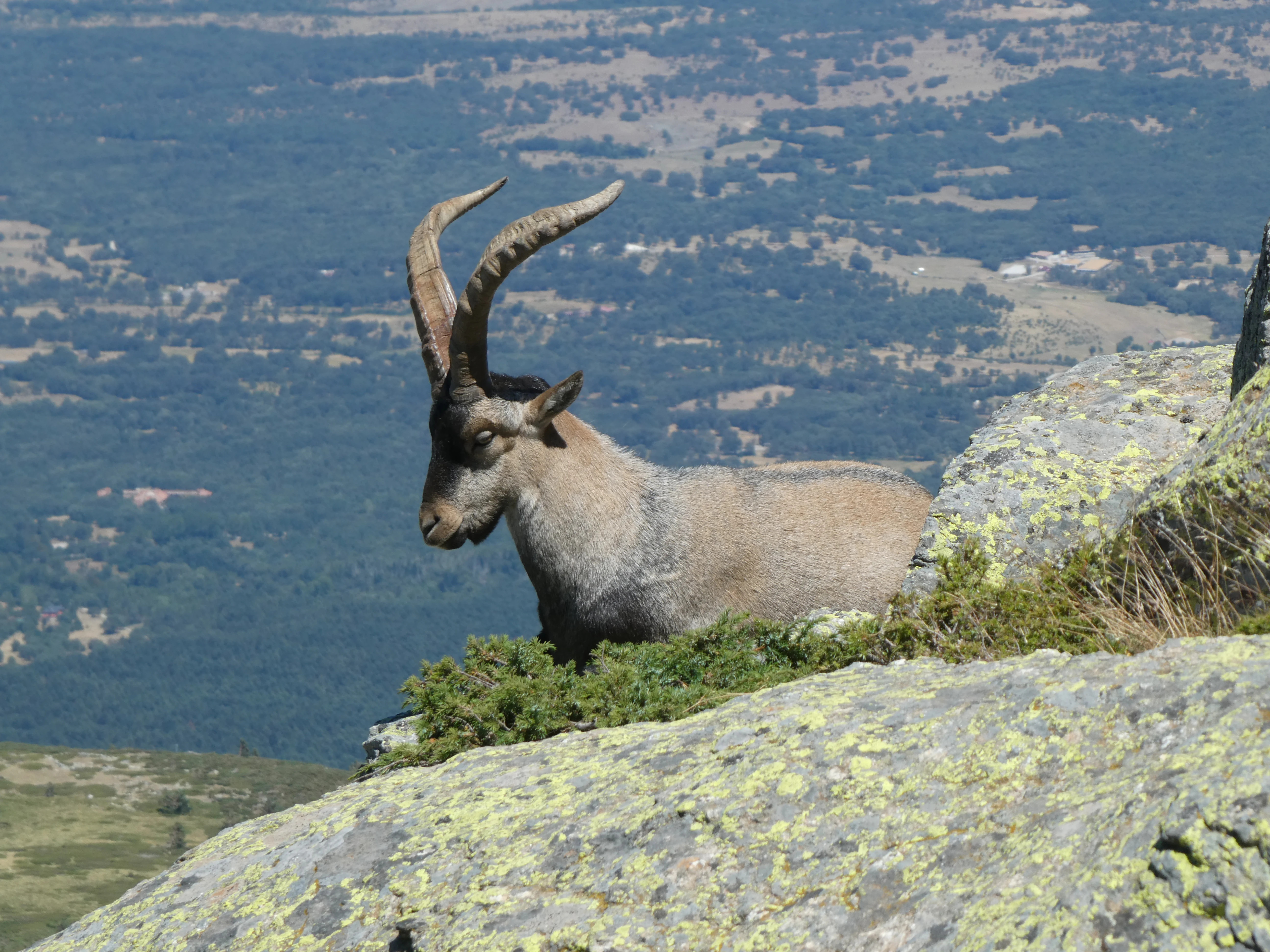 Iberian ibex standing on a rocky outcrop with green vegetation and mountainous landscape in background