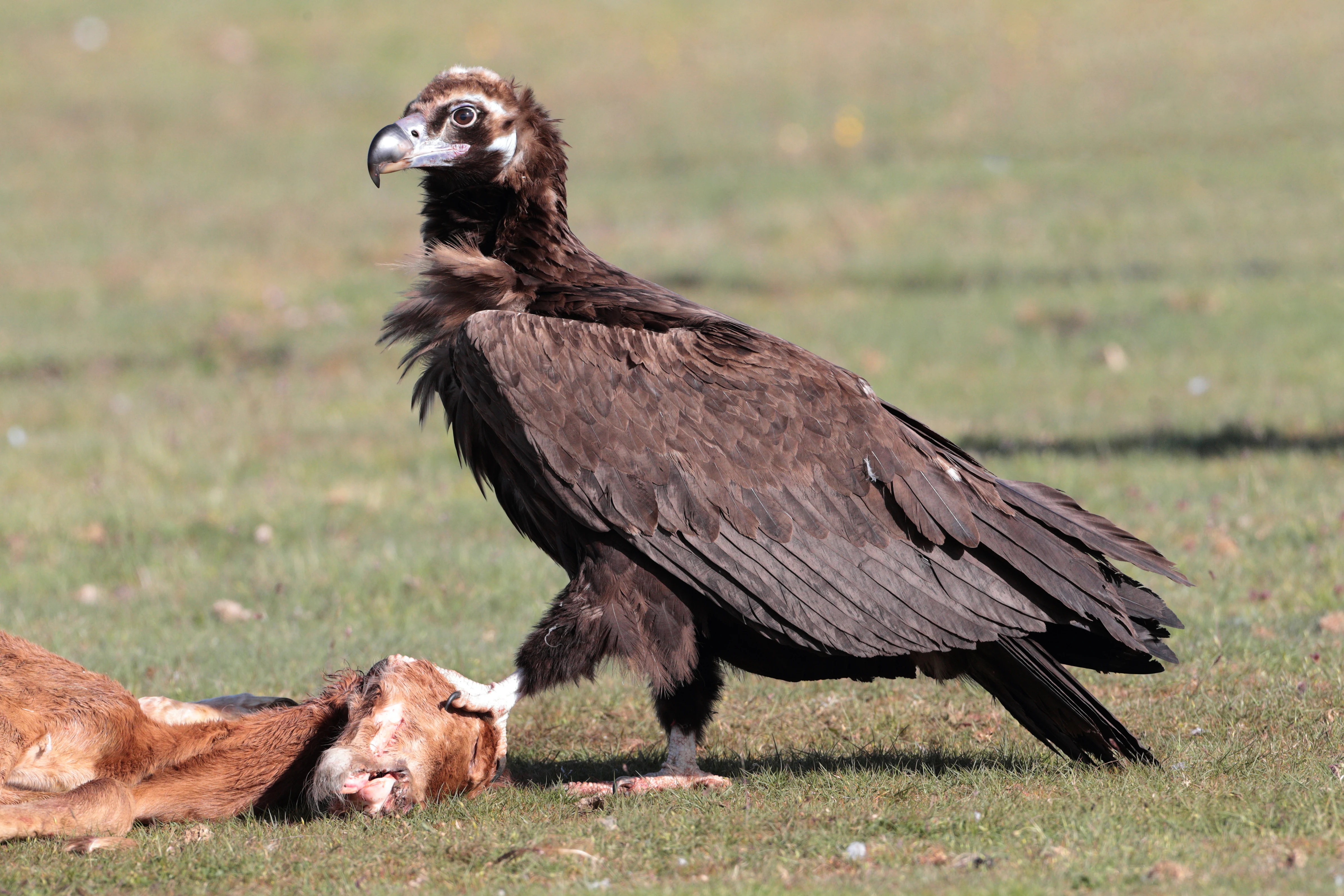 Black vulture with brown feathers and hooked beak standing on grass next to a deceased animal