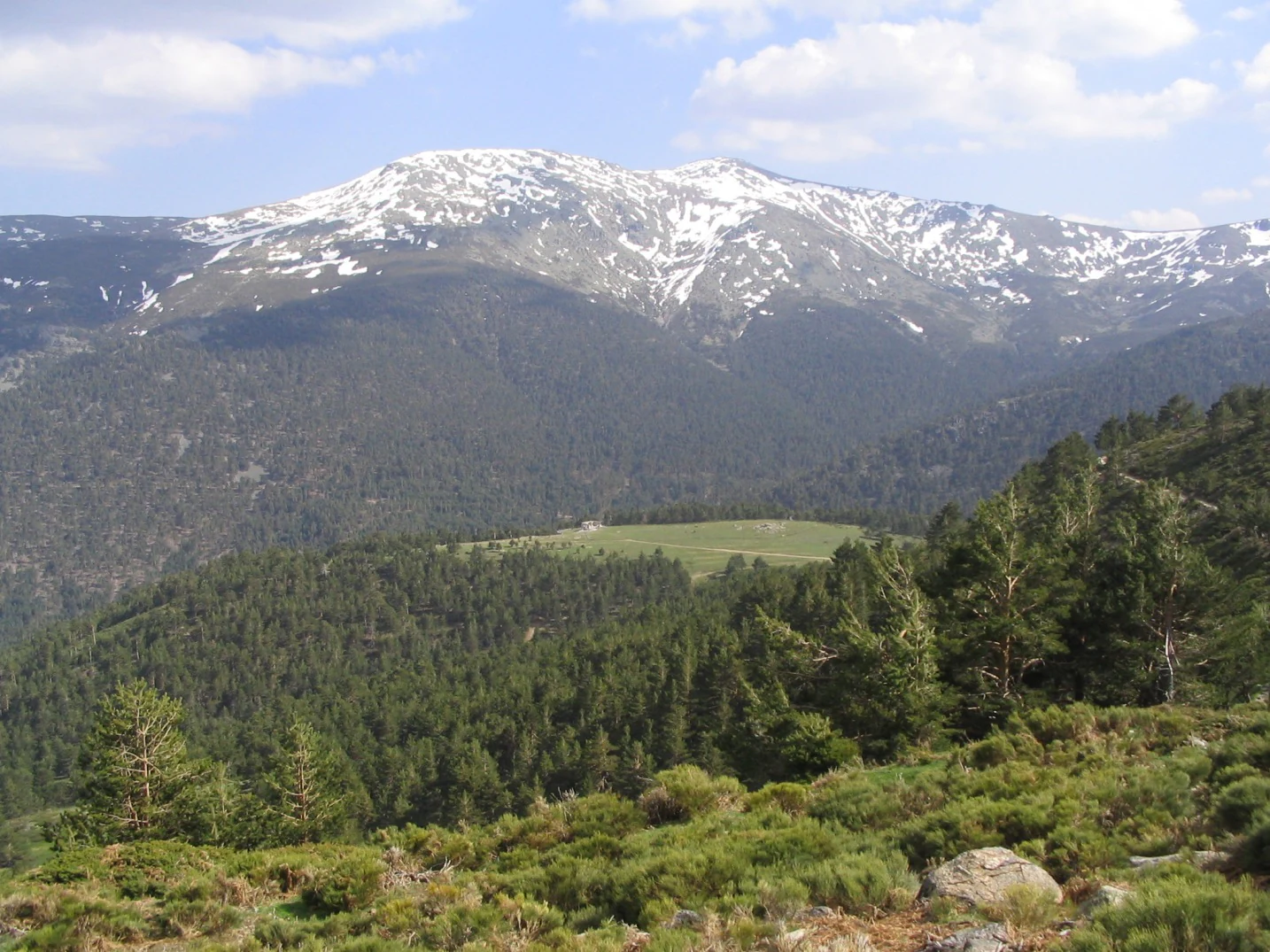 Snow-capped mountain peaks with dense pine forests in the foreground under a partly cloudy sky