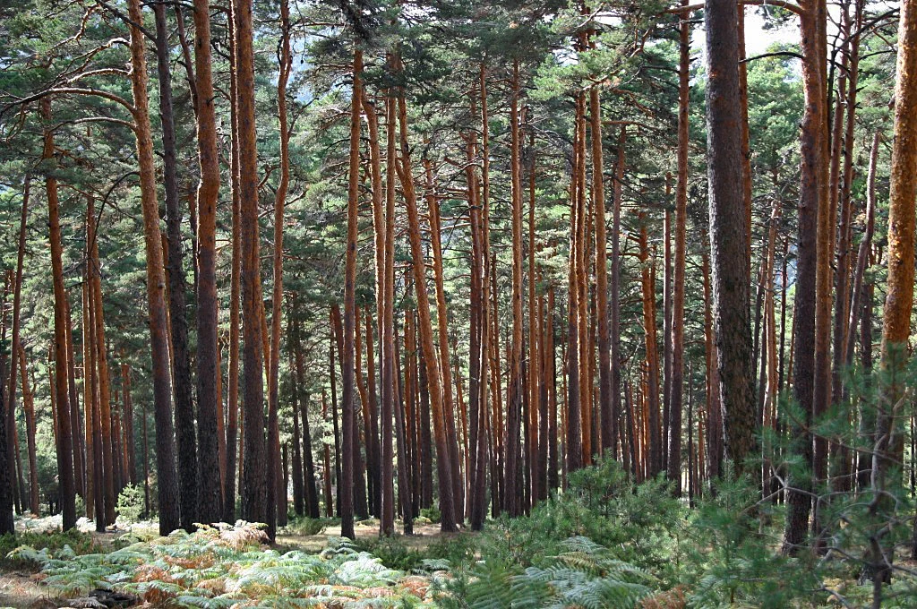 Tall pine trees in a forest with green undergrowth and sunlight filtering through the canopy