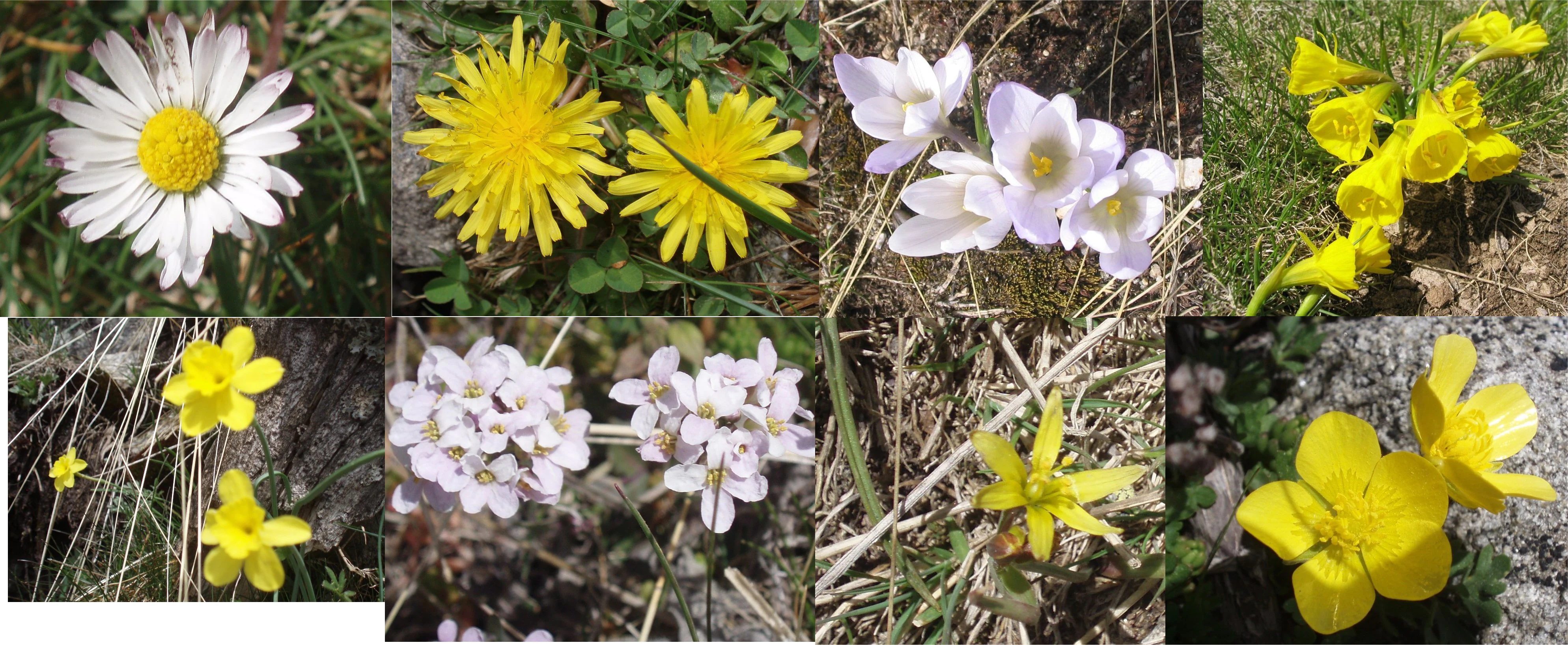 Collage of diverse wildflowers including daisies, yellow blooms, and white flowers in natural setting