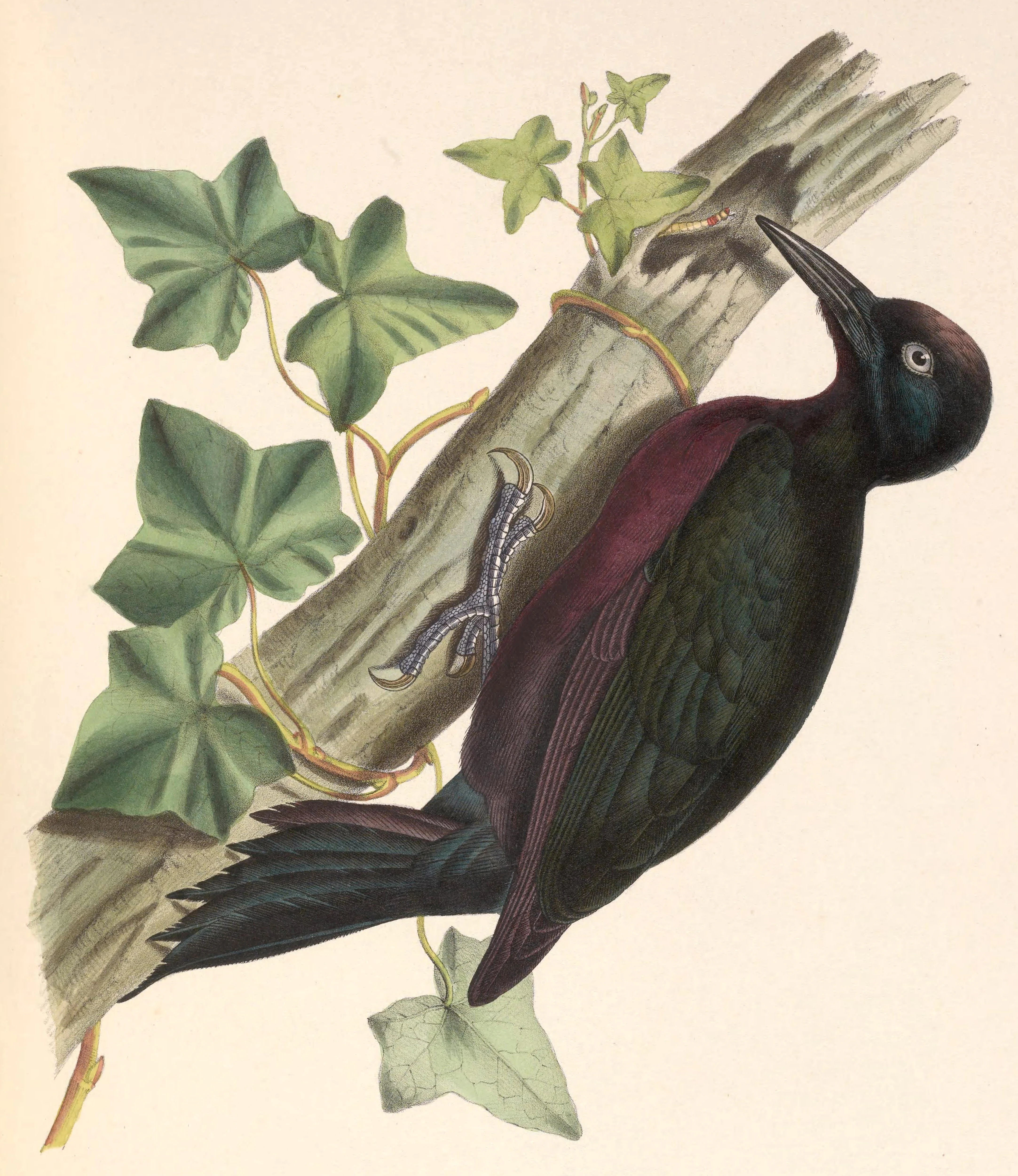 A colorful woodpecker with dark green and maroon plumage perched on a branch covered in ivy leaves