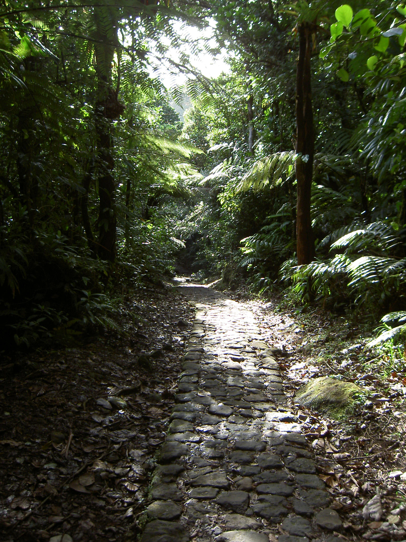 Stone-paved trail surrounded by lush green tropical forest with sunlight filtering through the canopy