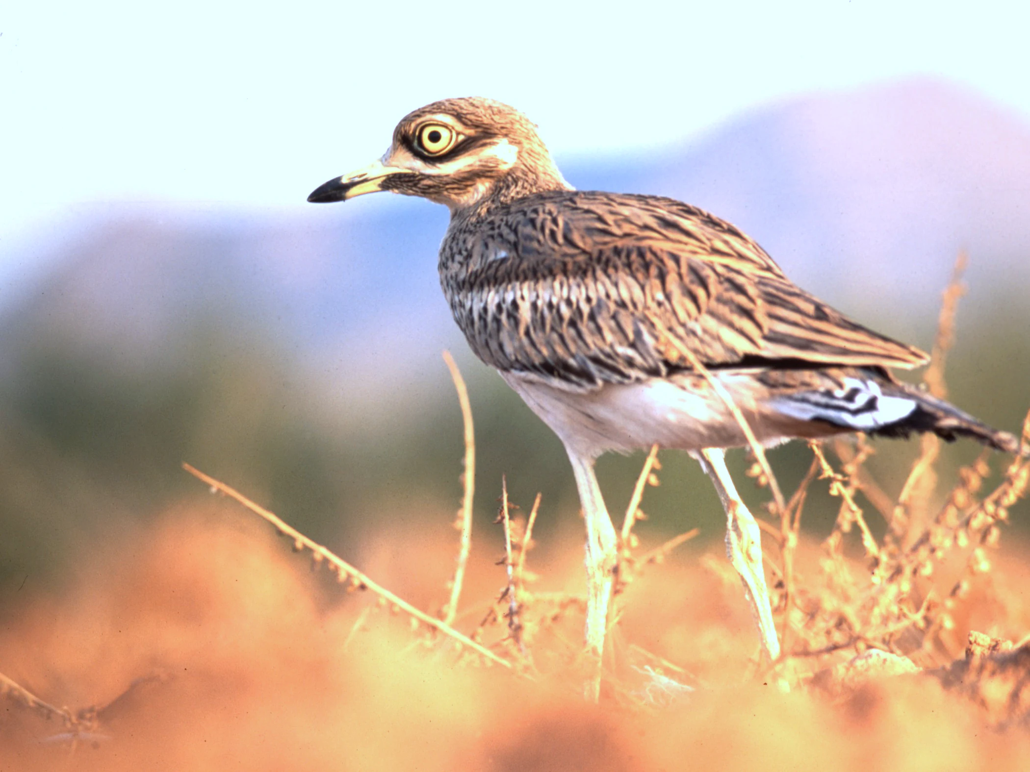 Common stone-curlew (Burhinus oedicnemus) standing in dry grass with blurred mountains in the background